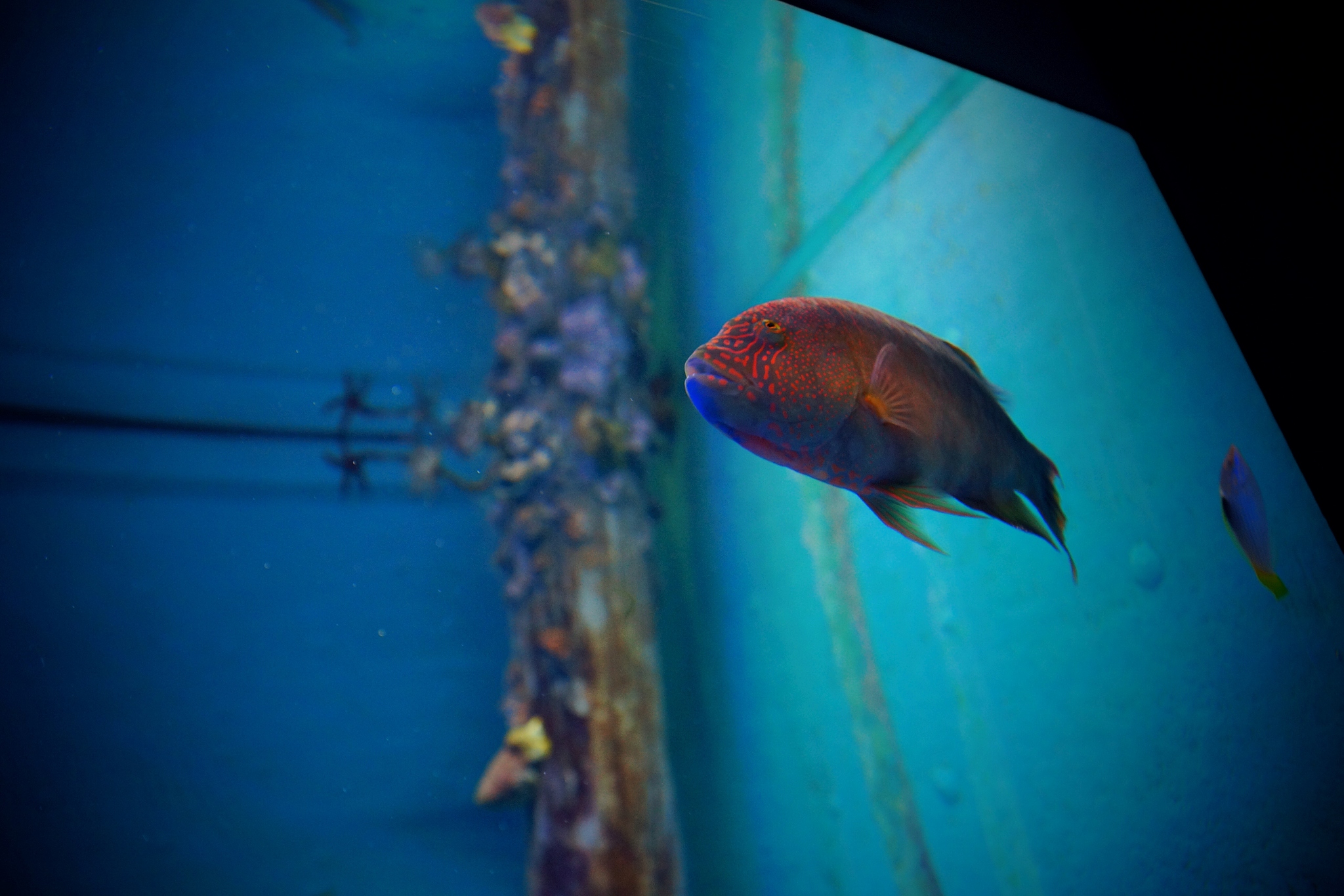 朋友要去水族馆买鱼食和观赏鱼，怎么回复？