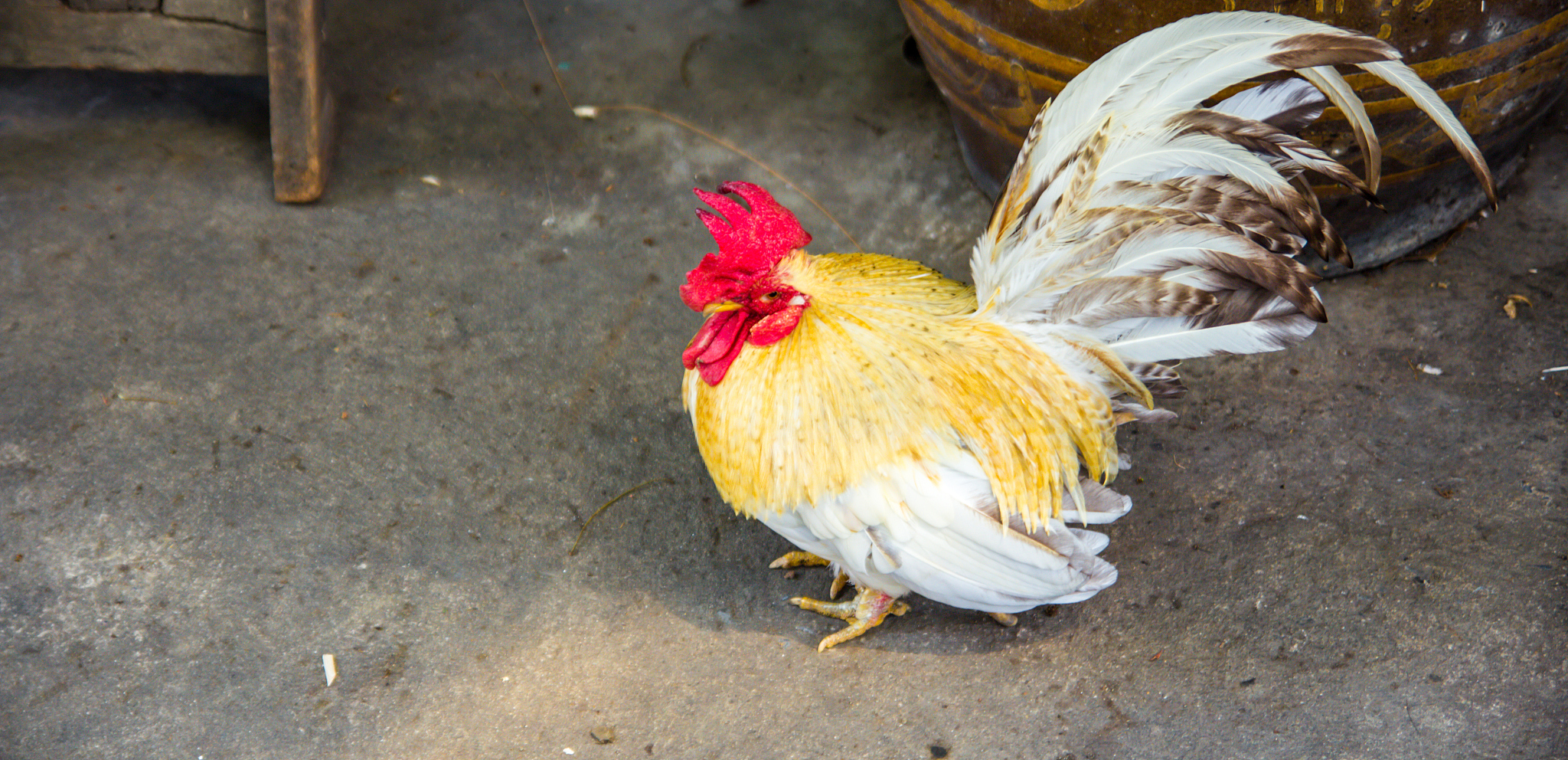 chicken
