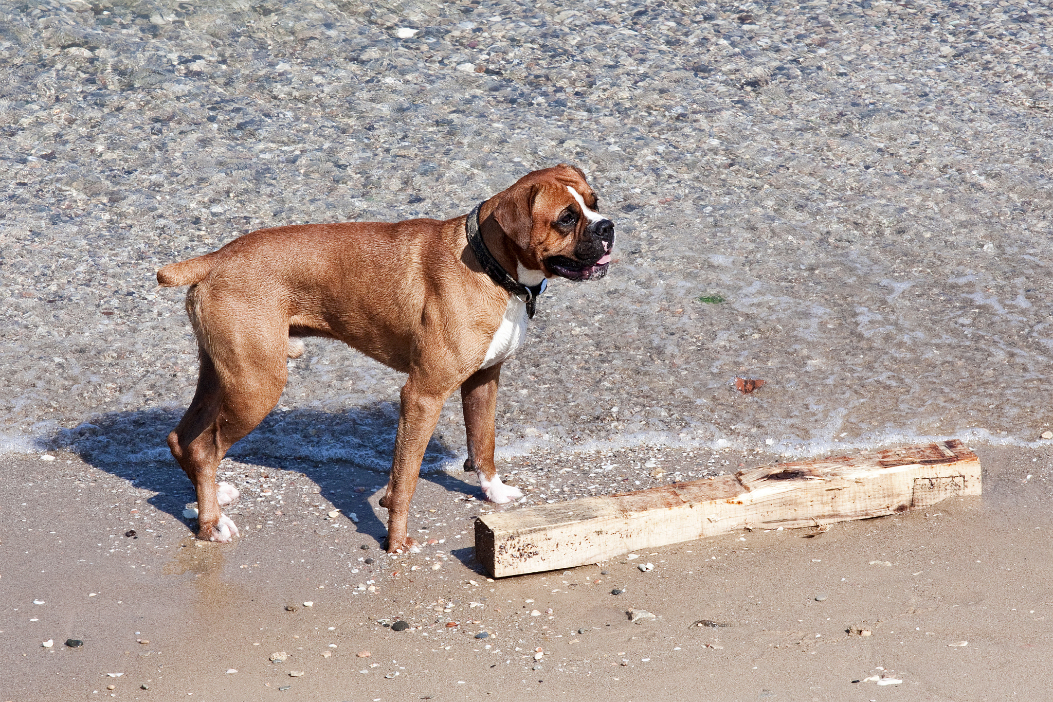 狗能吃挖掘机么