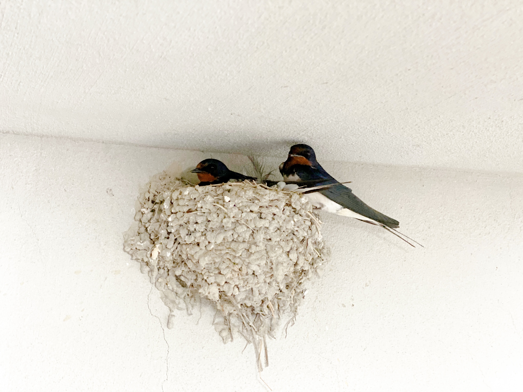 请不少于800汉字的博客文章语言要幽默风趣。主题是：燕子的寿命是多少年 家燕的寿命有多长