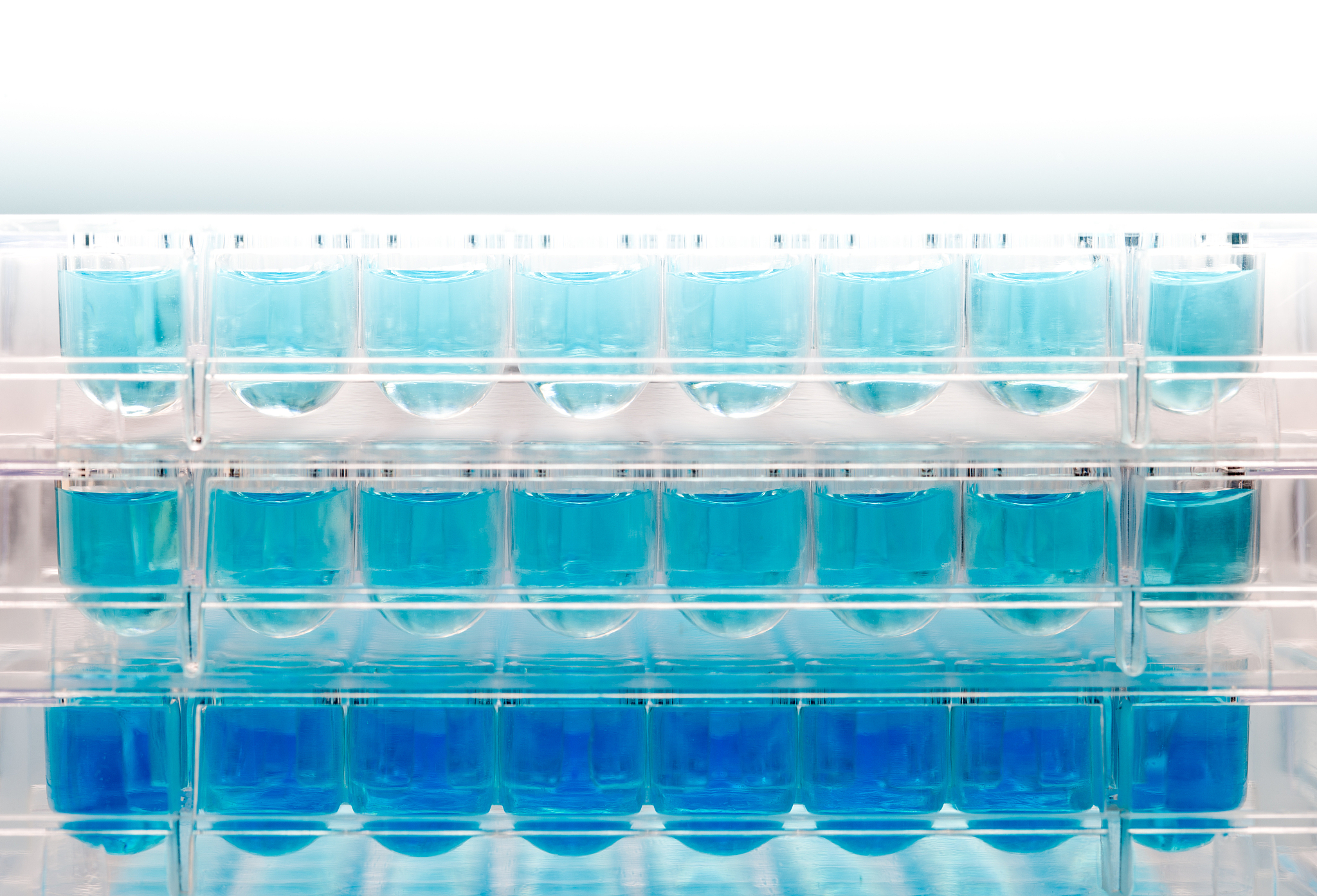 金门组装 vs 吉布斯组装：构建多点突变体的最佳选择