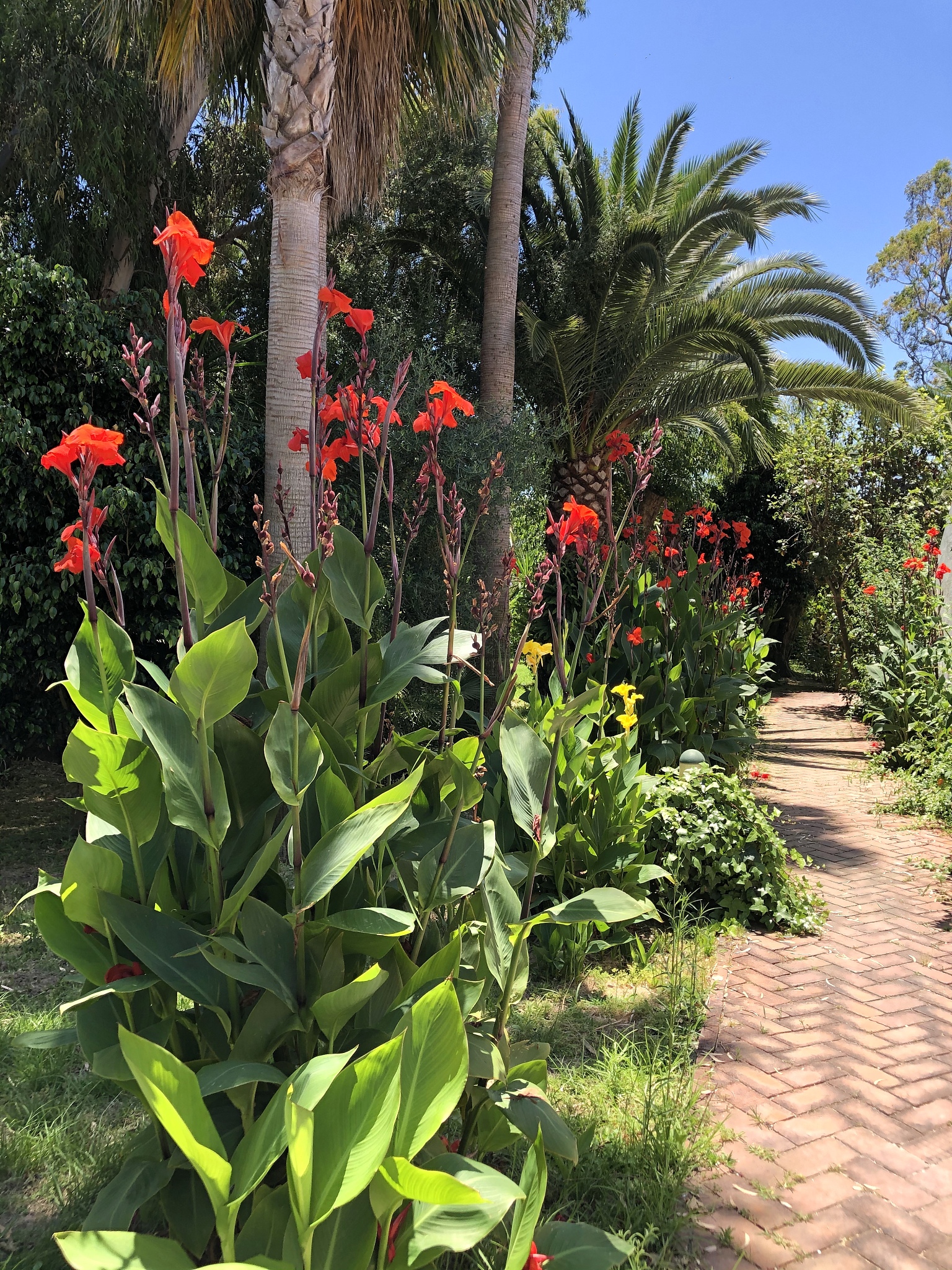 景观植物的特点1 风格独特：景观植物根据不同环境和场合的需求具有不同的造型和风格可以营造出独特的氛围和视觉效果。2 生长快速：景观植物的生长速度较快可以迅速覆盖空地或墙面形成绿化景观效果。3 色彩丰富：景观植物具有各种鲜艳的颜色和花朵可以给人带来愉悦的视觉体验。4 适应性强：景观植物具有较强的适应性可以在不同的气候和环境中生长。5 塑造空间：景观植物可以通过不同的布局方式和高度变化使空间得到更好的
