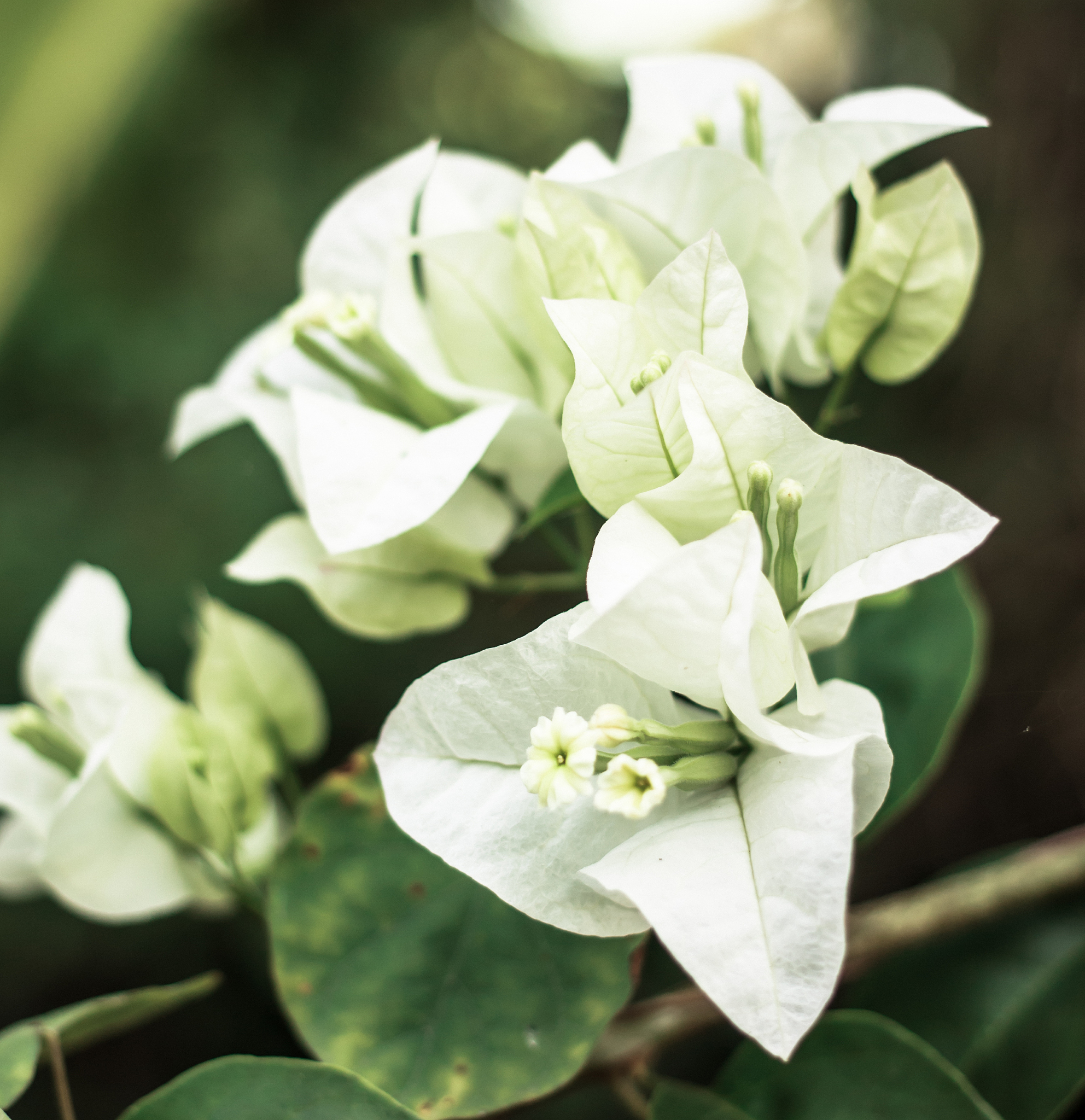 bougainvillea