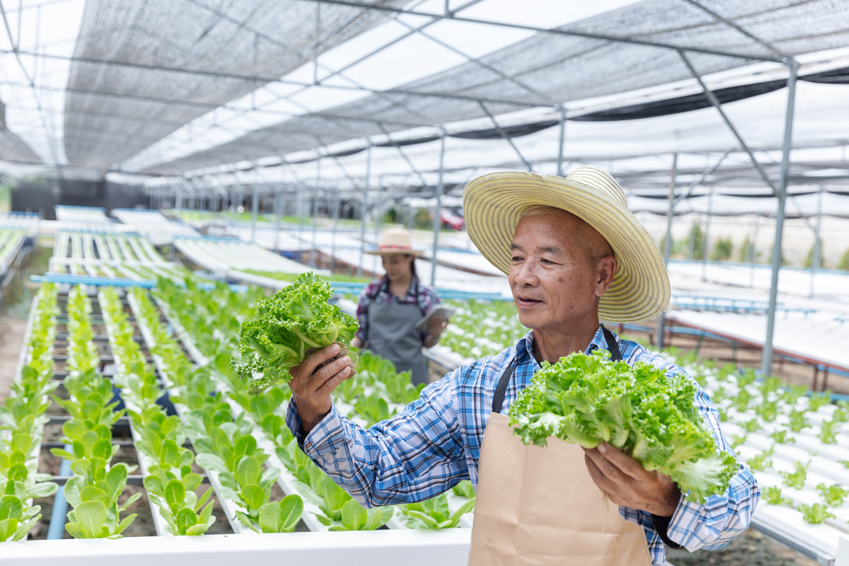 中国蔬菜种业科技创新：助力健康饮食，推动产业发展