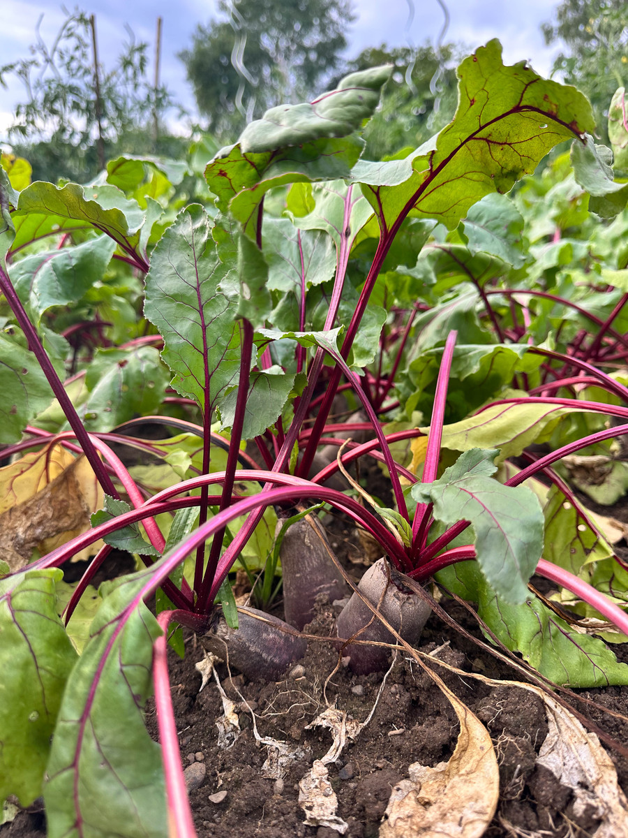 7月种植苋菜指南：种植技巧、温度、养护管理