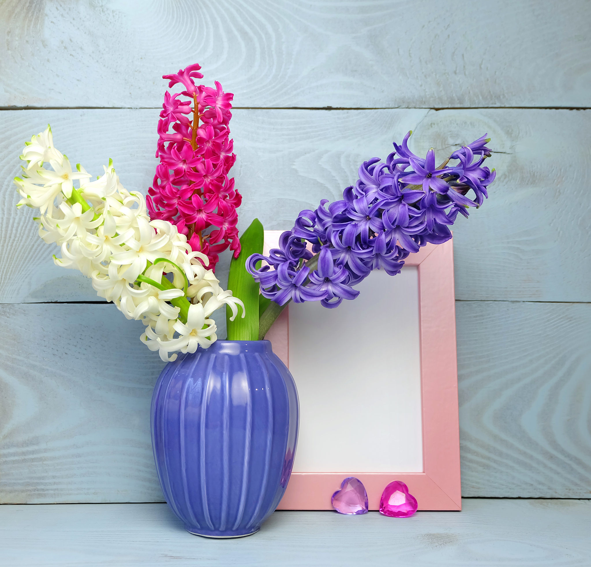 three hyacinths: white, pink and violet in a ceramic violet vase