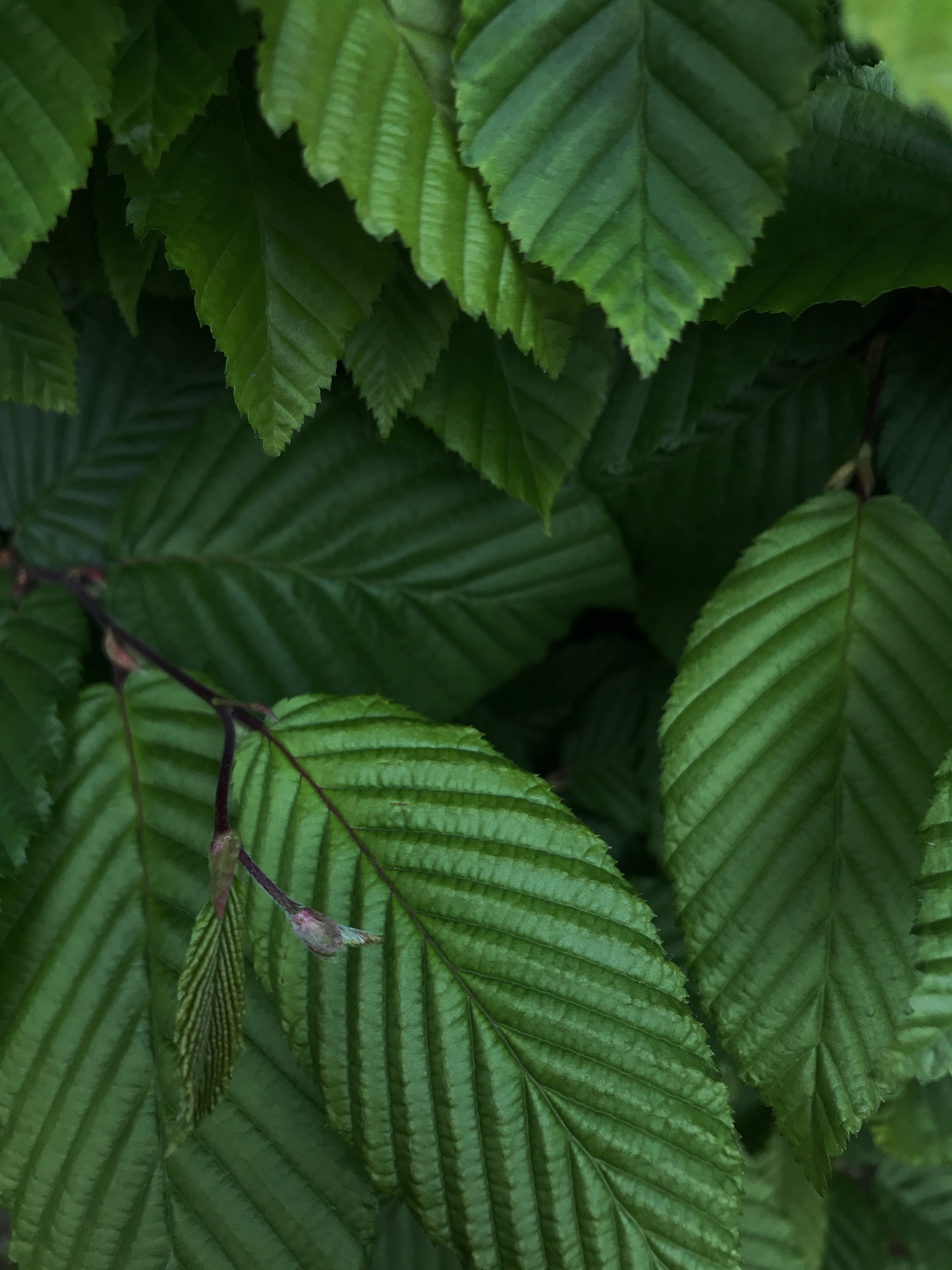 green leaves in the park