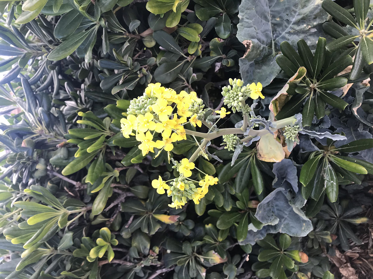 石楠花的作用是什么