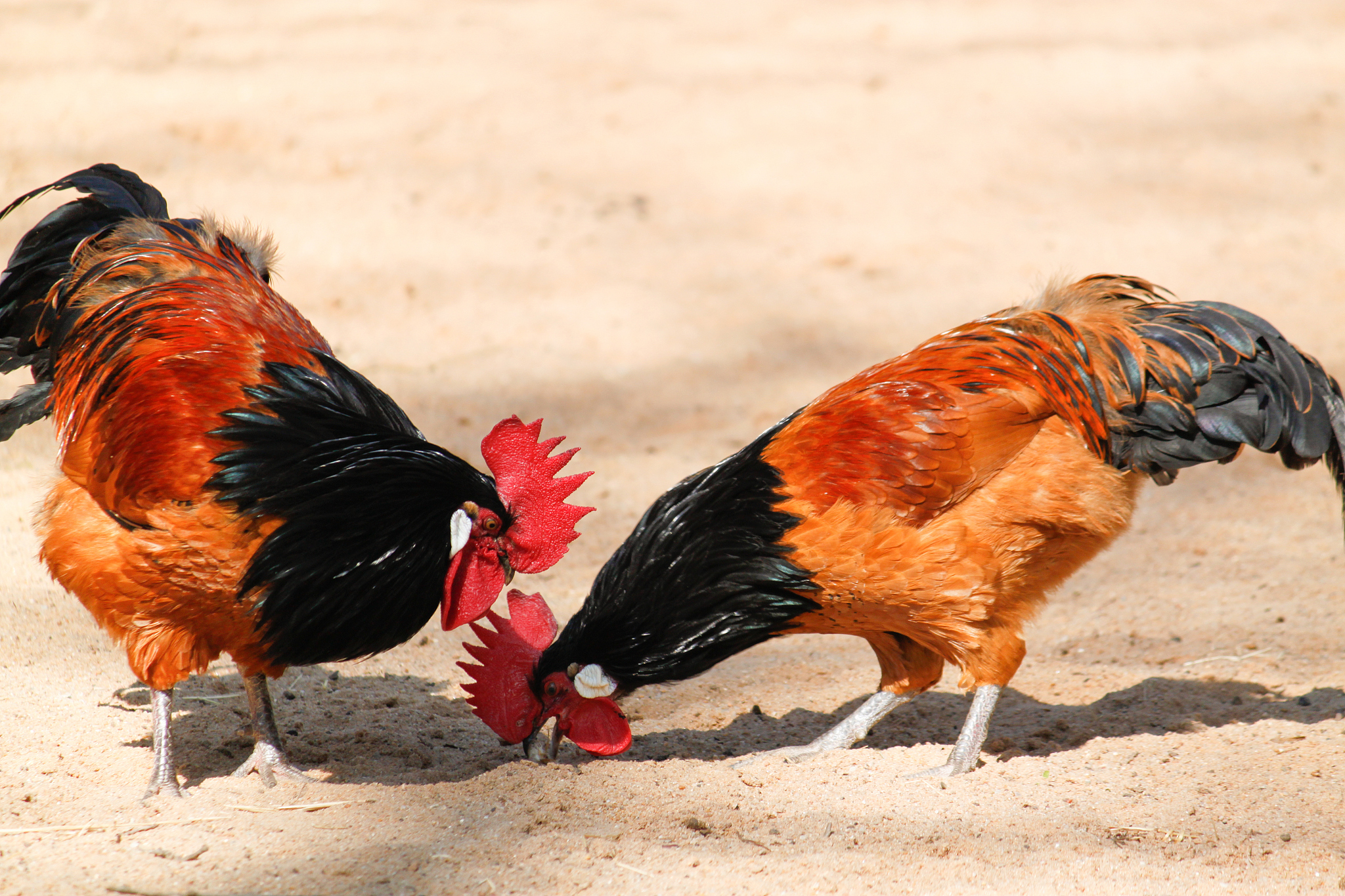 two vorwerk chicken