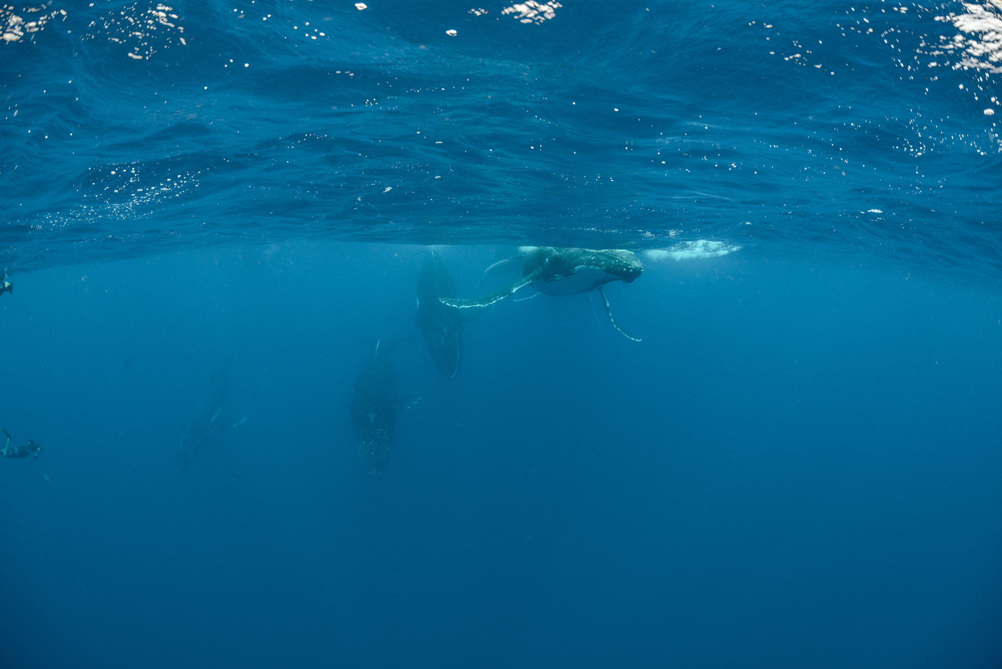 humpback whale