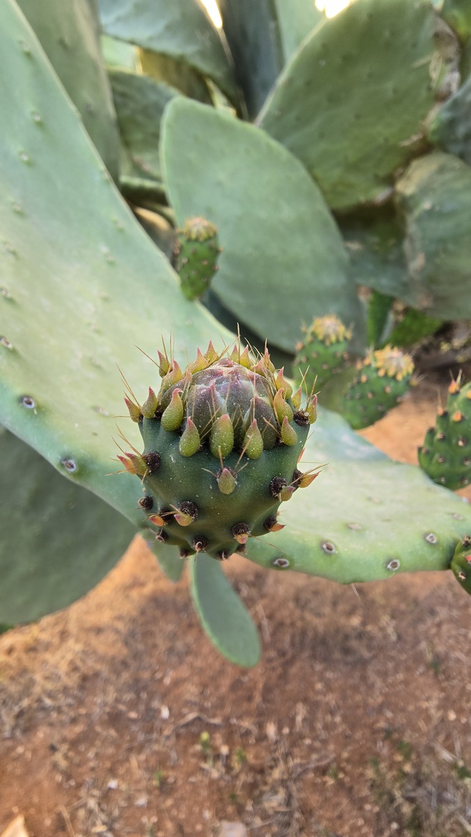 仙人掌：沙漠中的坚强生命