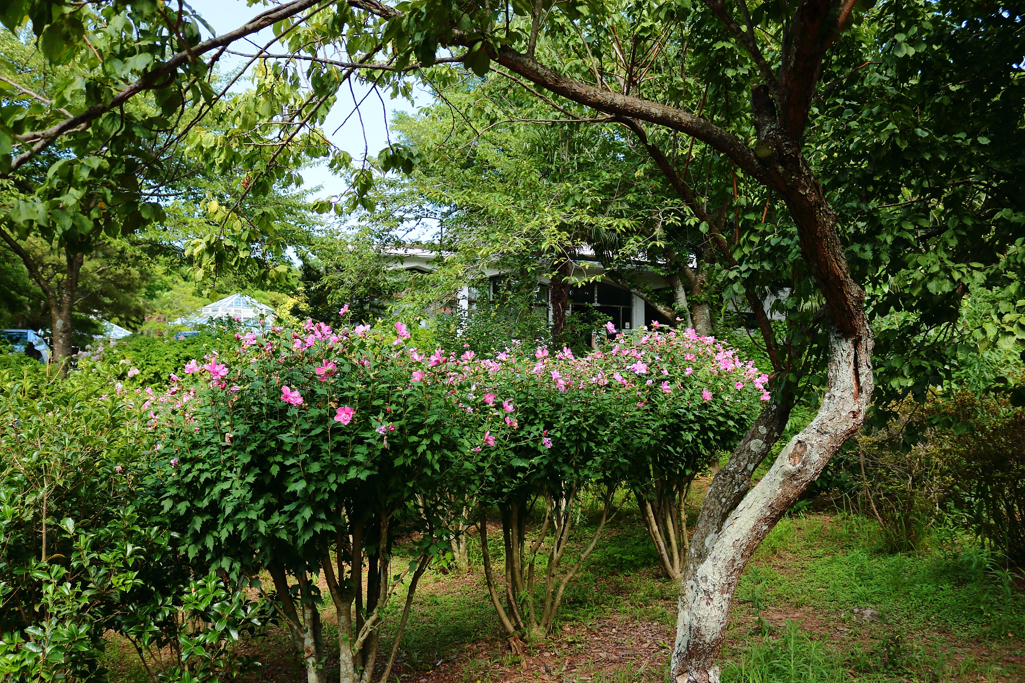 la arboretum, parks, forests, forest,