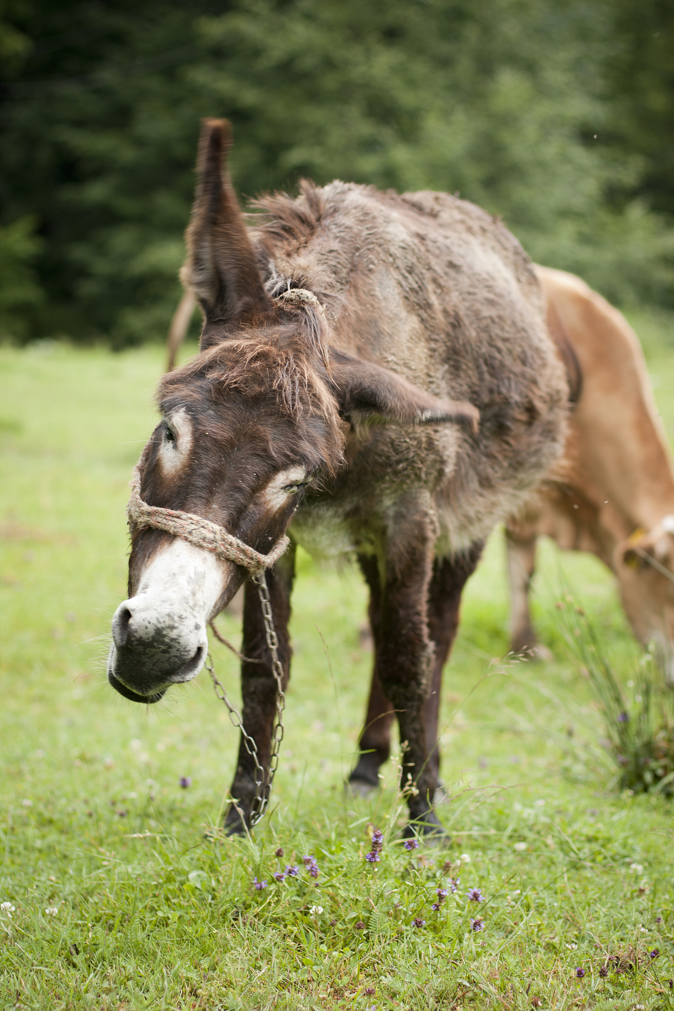 donkey smiling to the camera