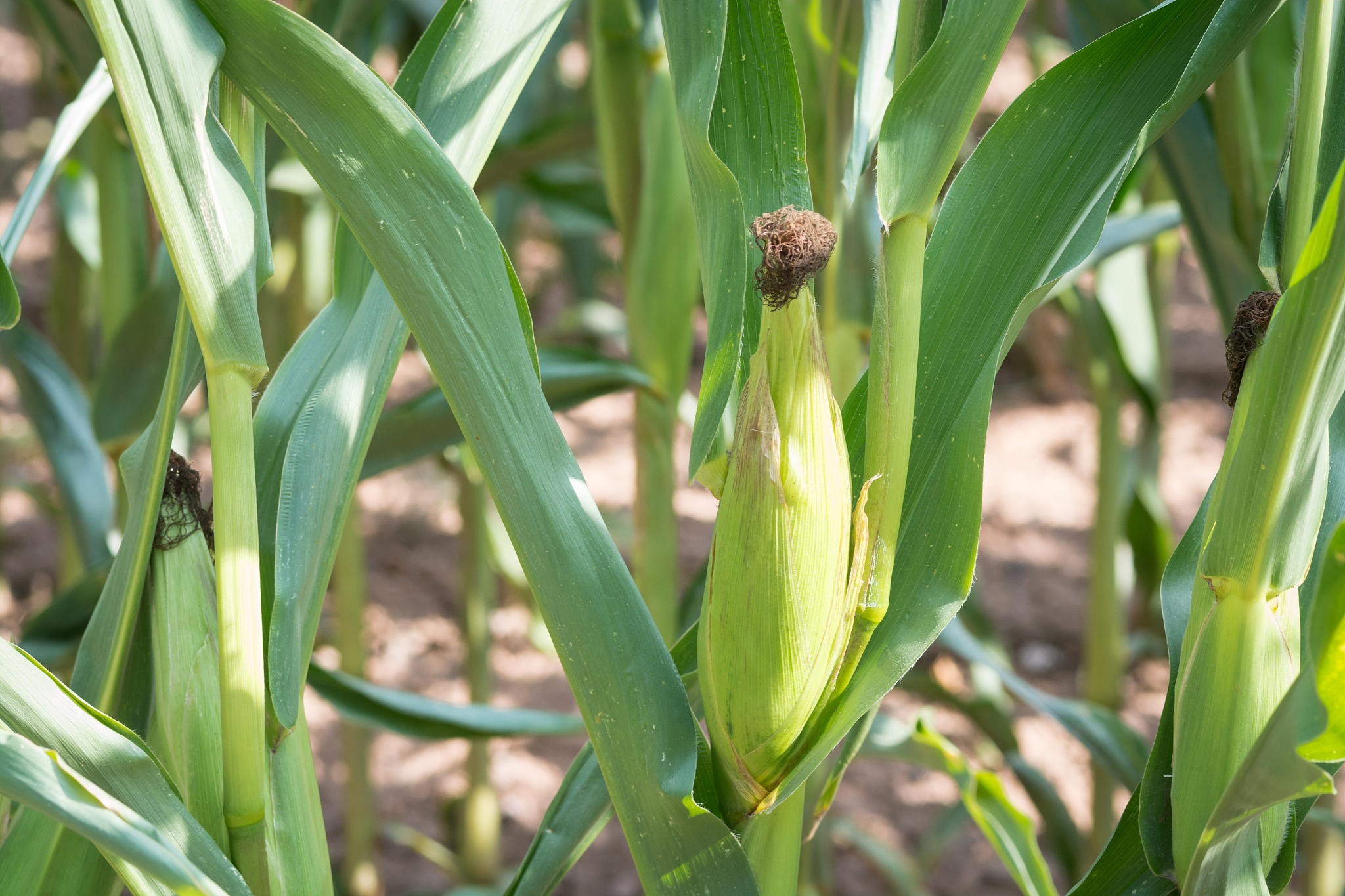 请说出在玉米中有多个抗南方玉米叶枯病的基因的b73 v4 名称