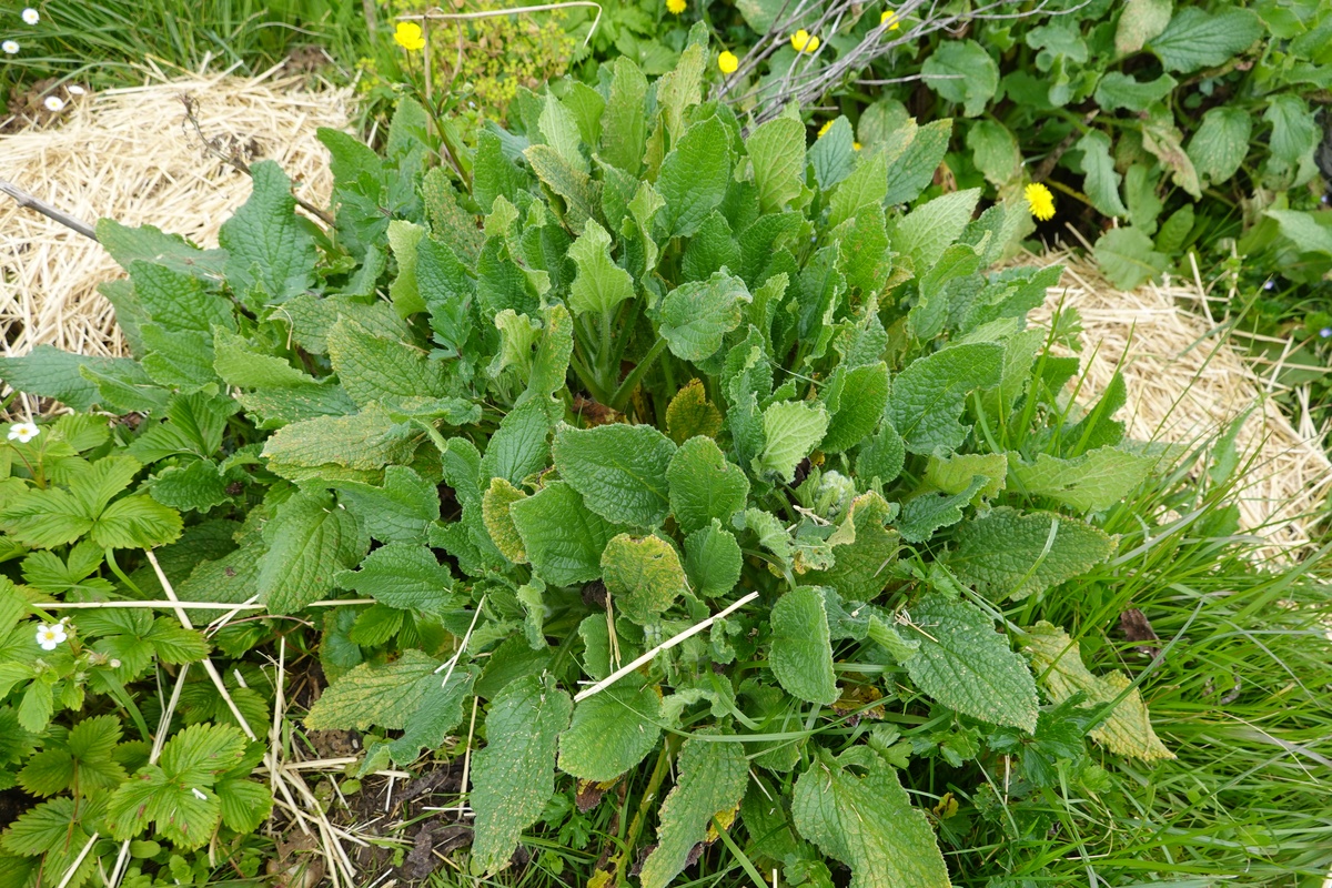 紫花苦菜：从古代百姓餐桌到现代茶饮