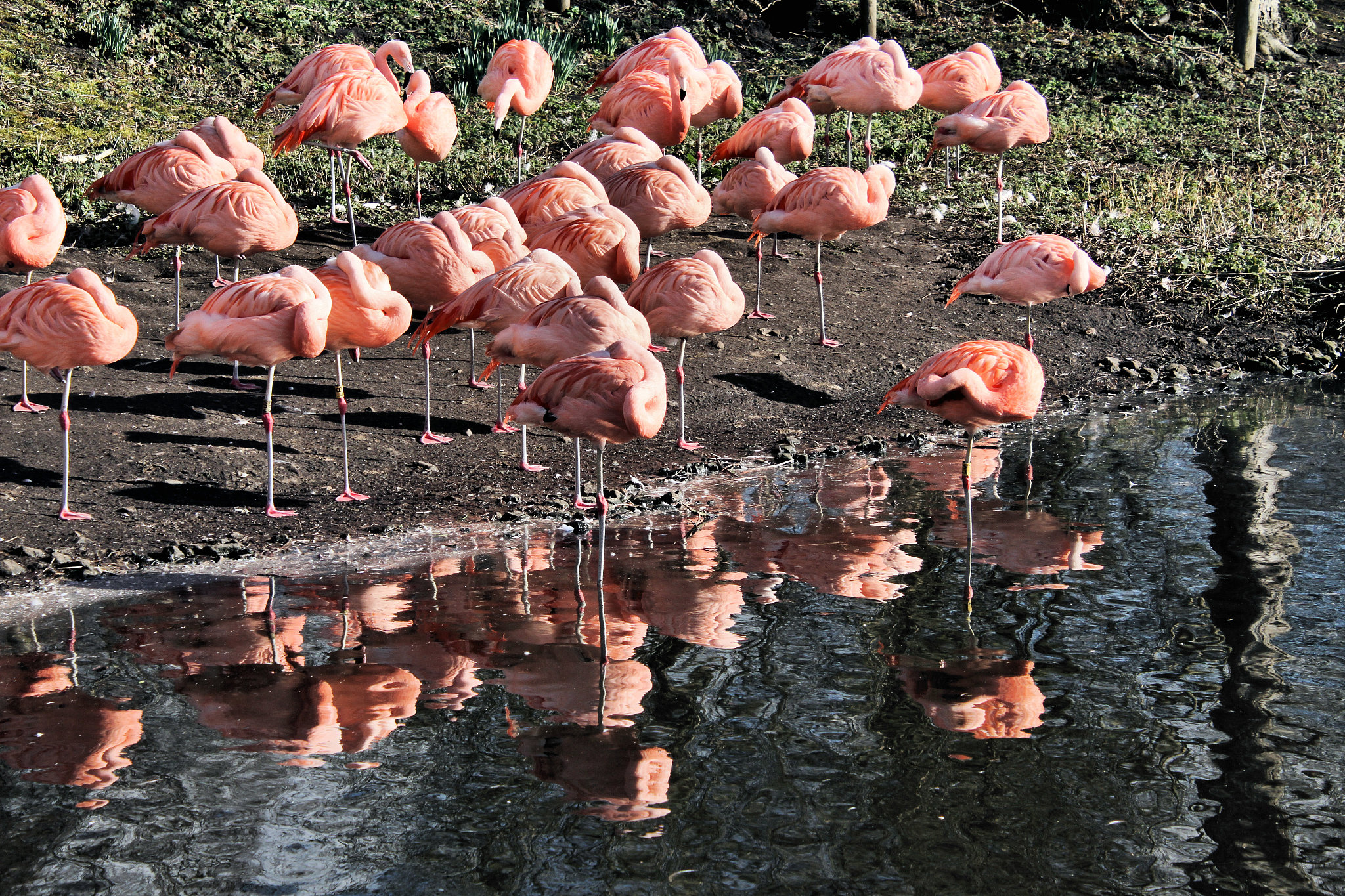 a picture of a group of flamingo's
