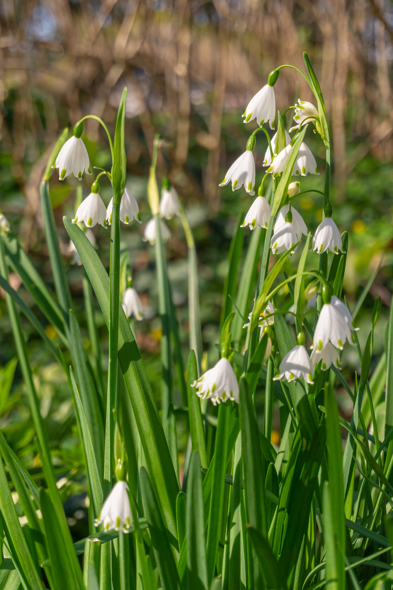 close-up of white flowering plants on field