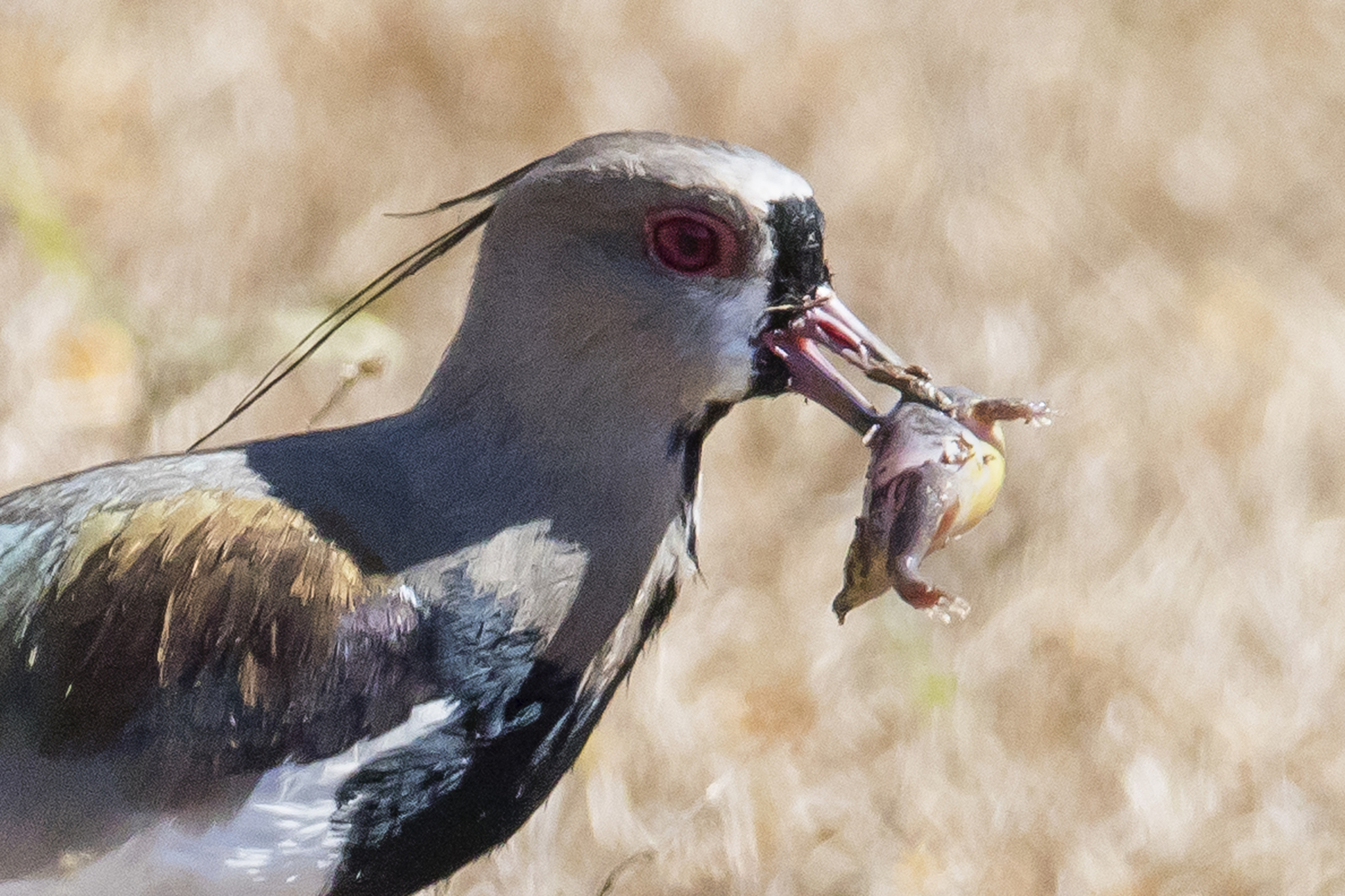 southern lapwing  eating a frog close-up