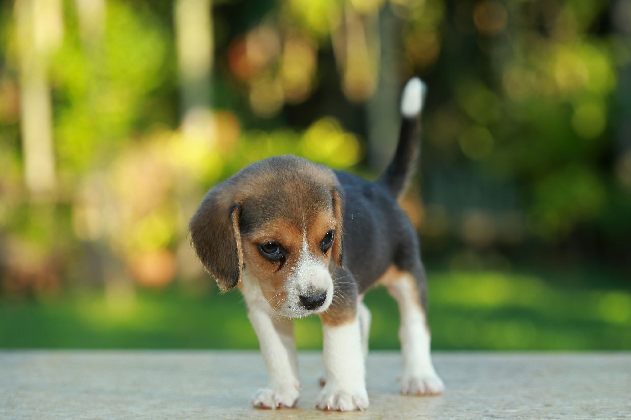 2月龄比格犬多重？