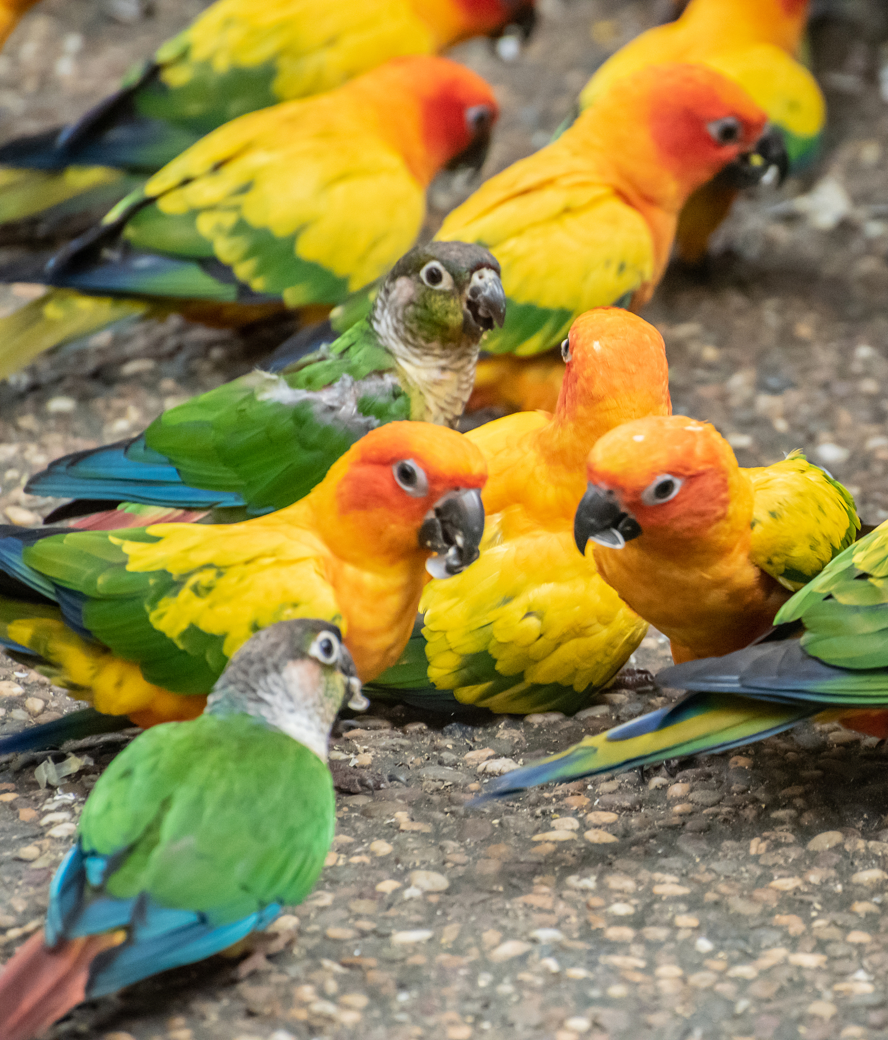 鹦鹉短视频APP：分享鹦鹉生活，结识同好！