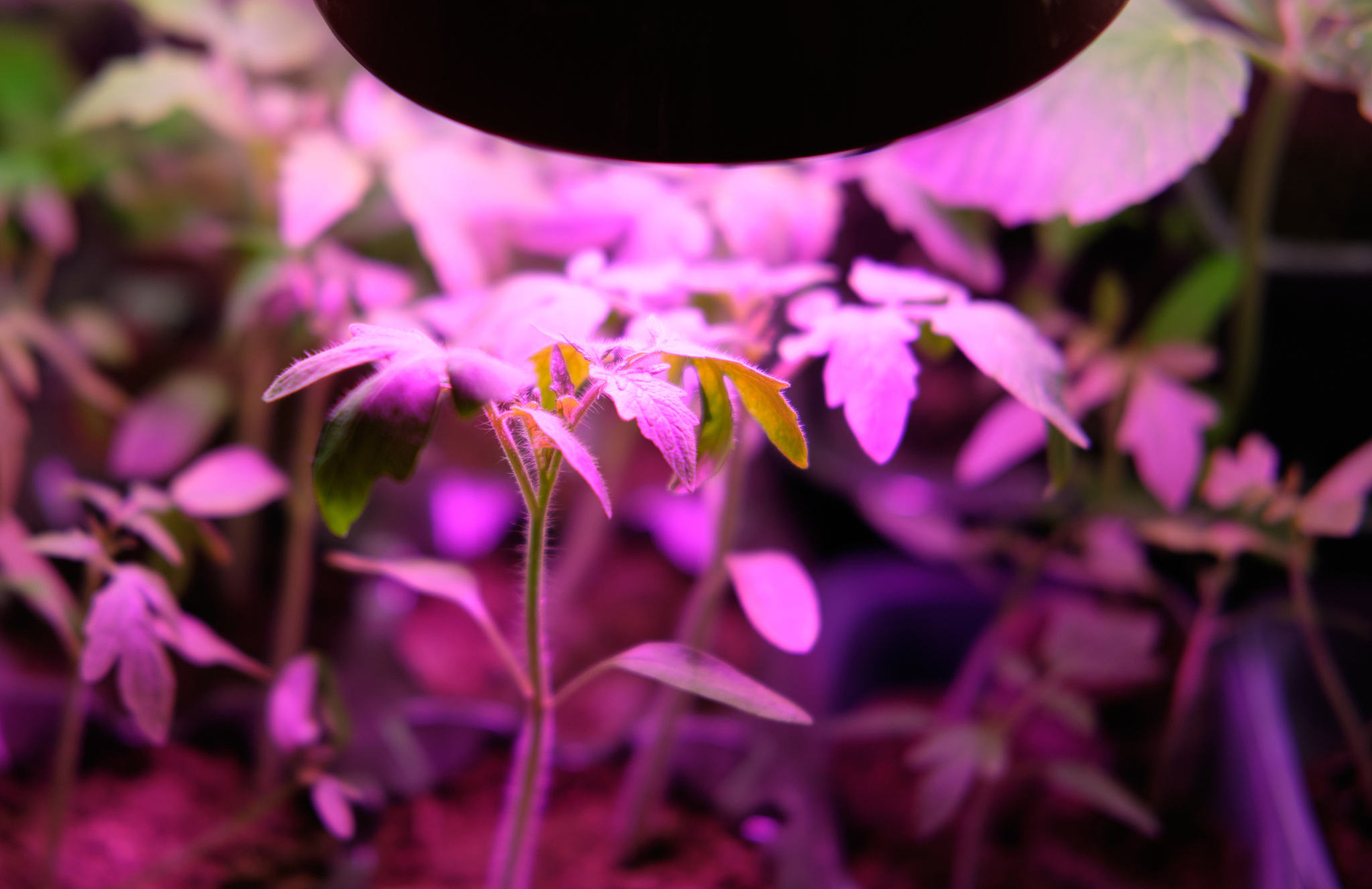 植物灯设计说明：打造理想的室内植物生长环境