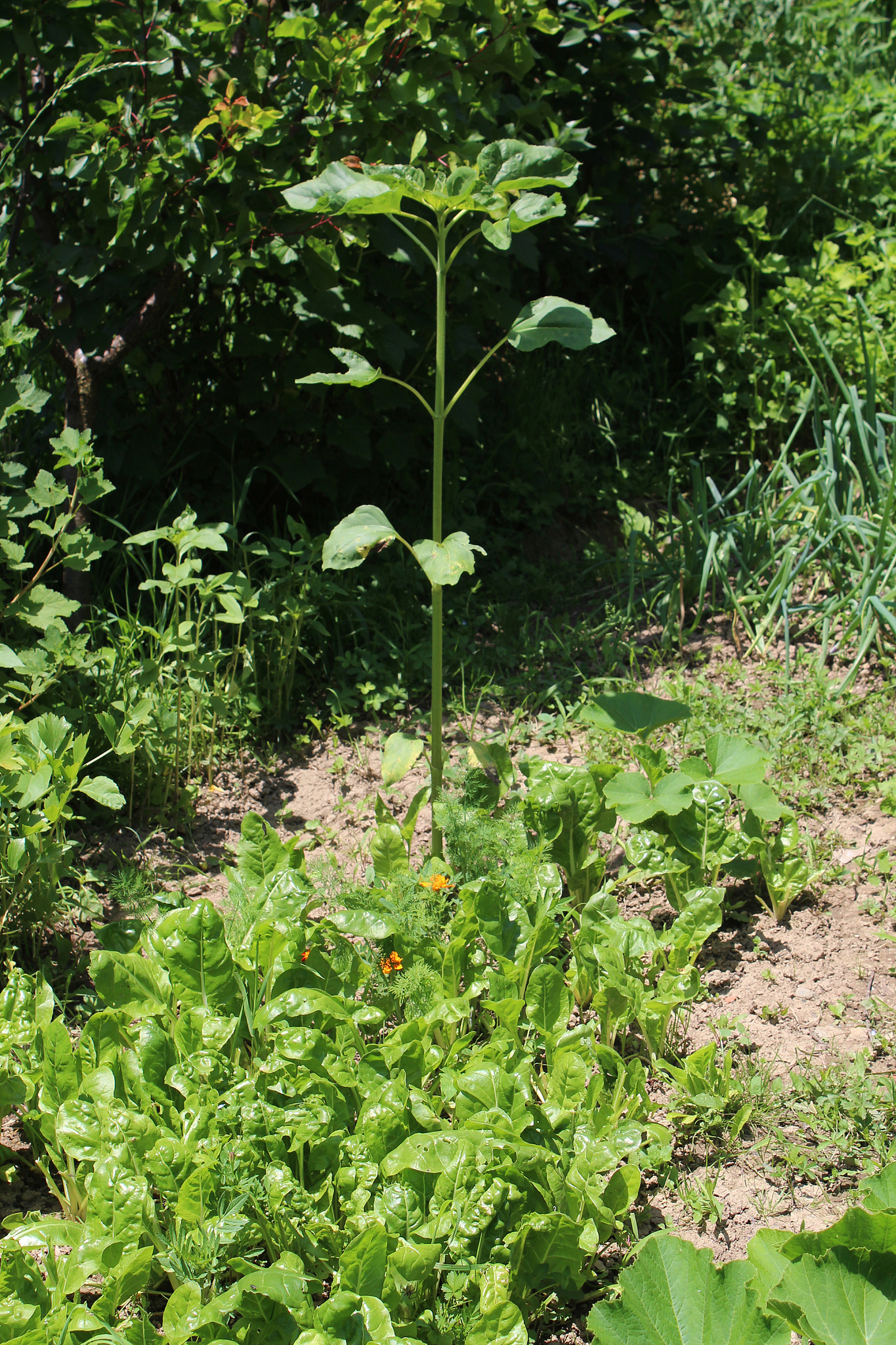 gardening using permaculture principles, synergy between plants,