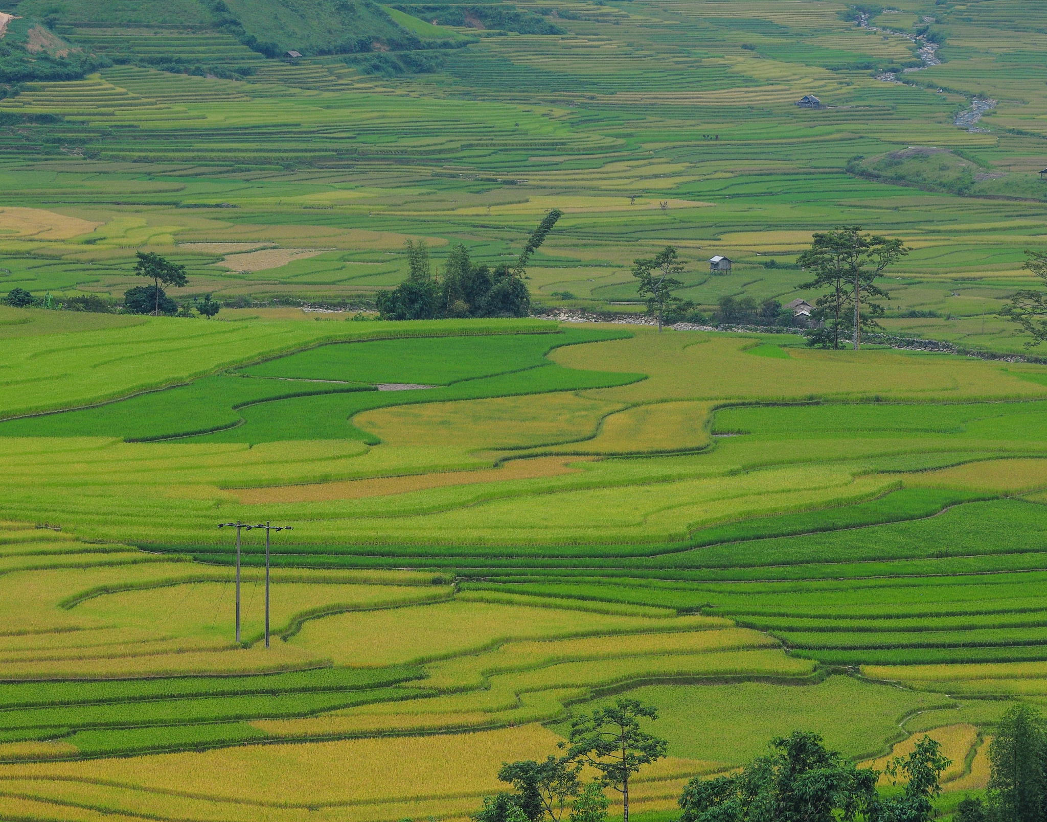 rice terrace fields in sapa, northwest vietnam