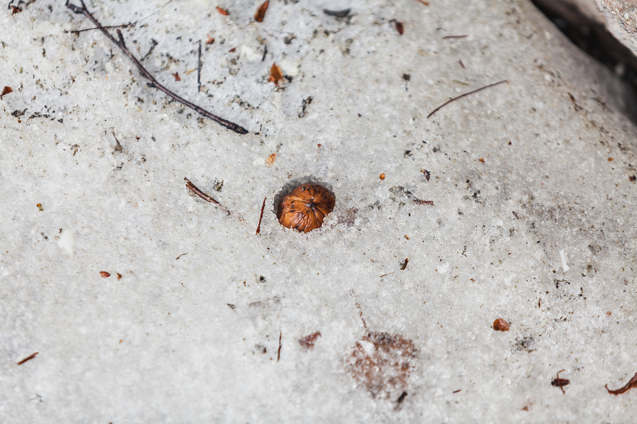 walnut lying in snow