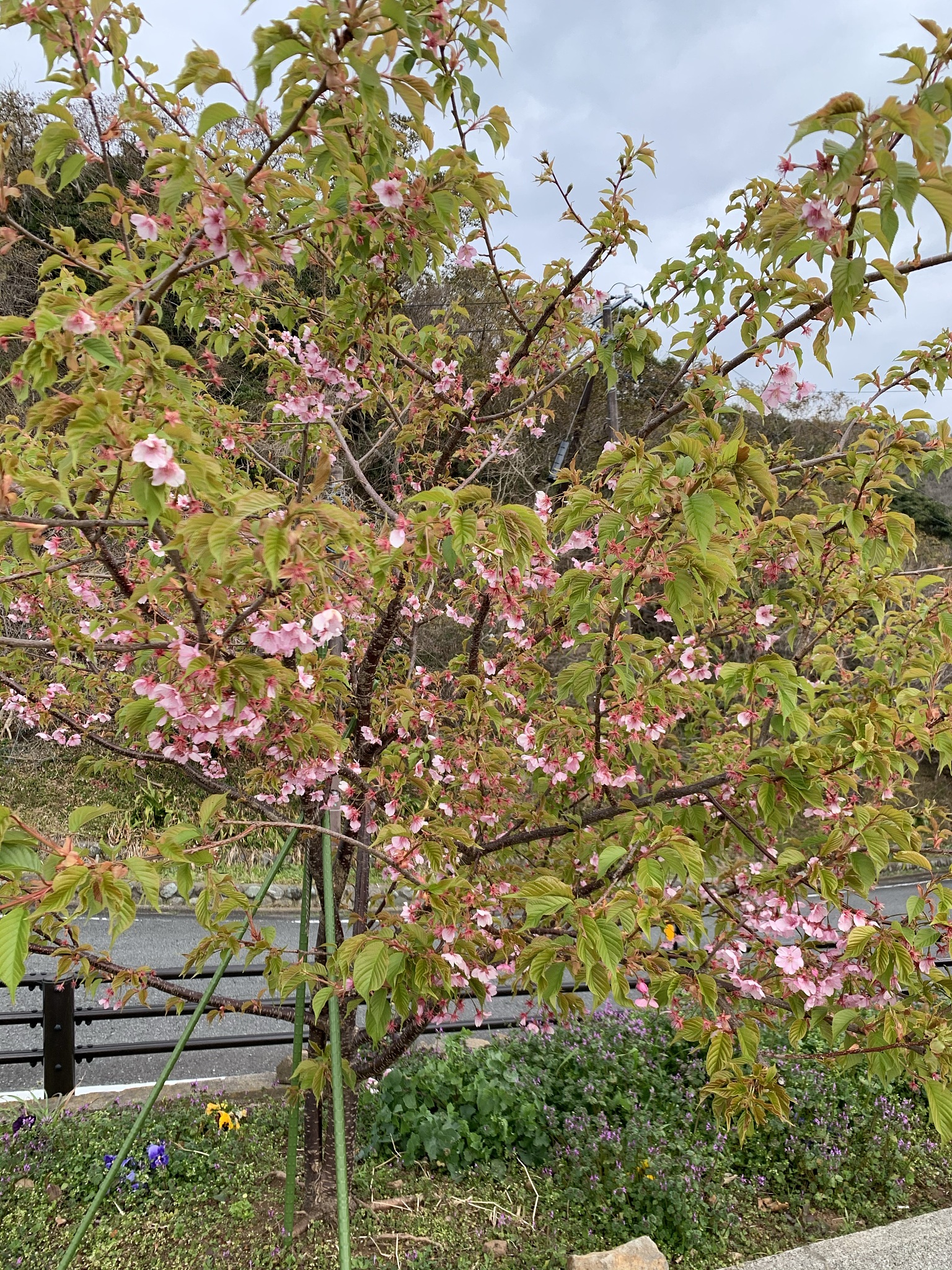 平坝樱花会结果吗回答加拓展