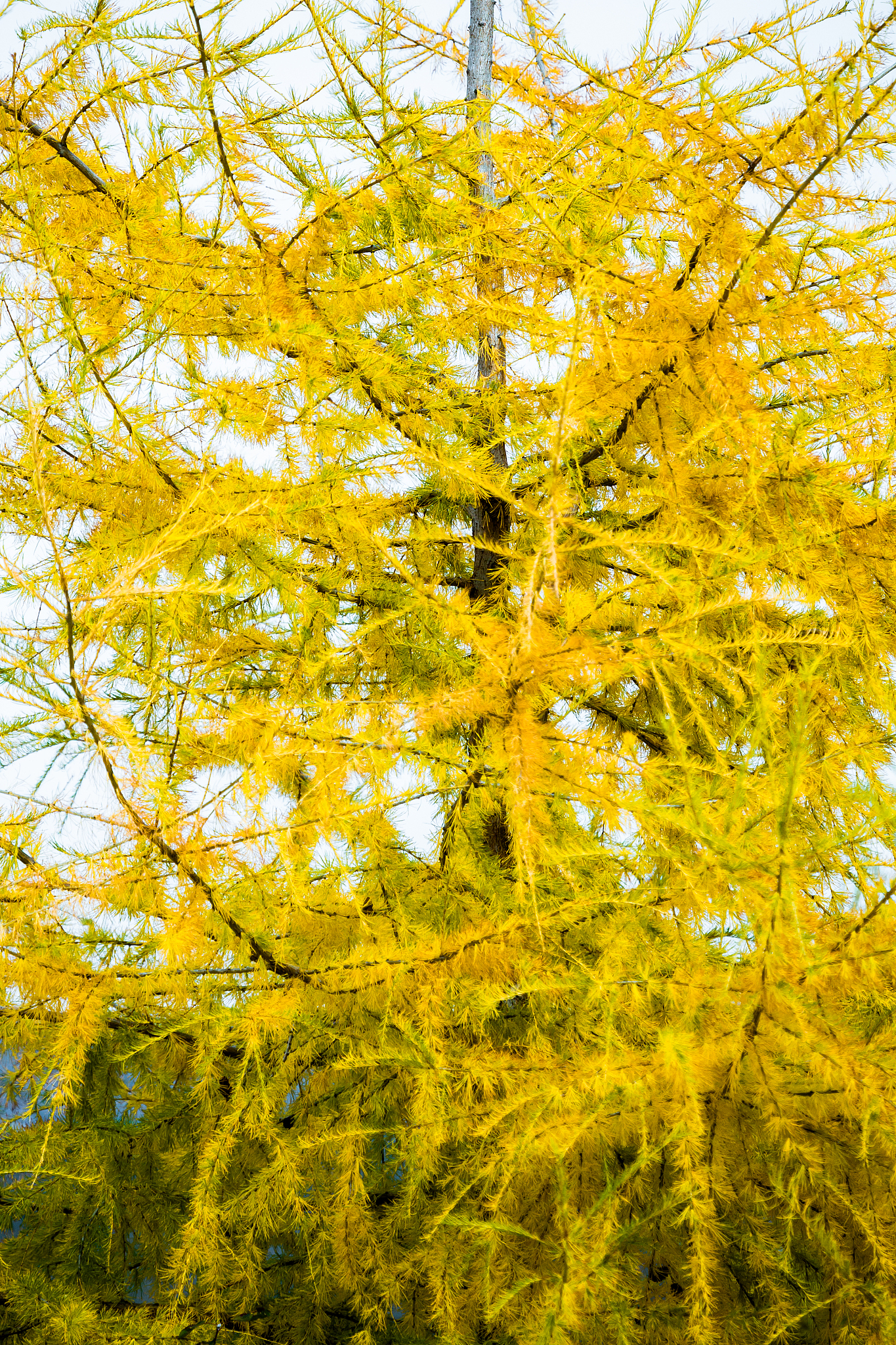 年年康银杏叶精: 真实效果, 呵护健康