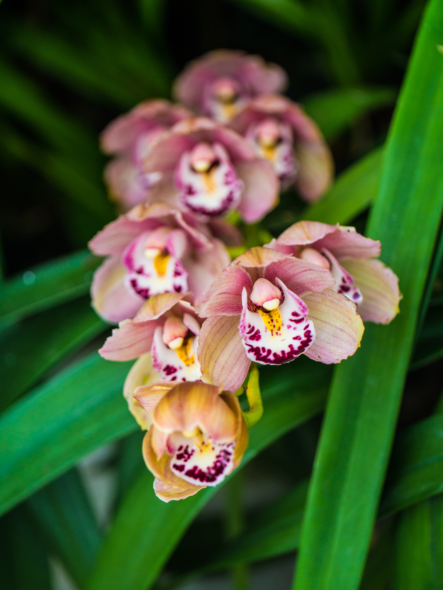 orchid 28