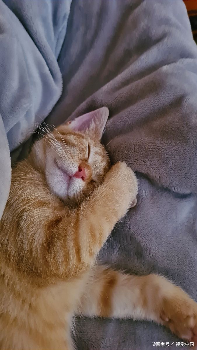 猫咪的睡眠特点有哪些？分别对应什么情绪表达？