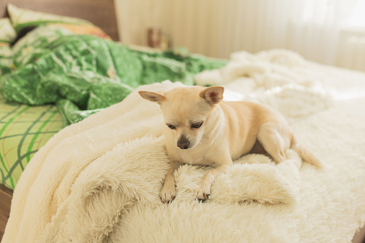 如何让小狗入睡，让你安心享受夜晚？