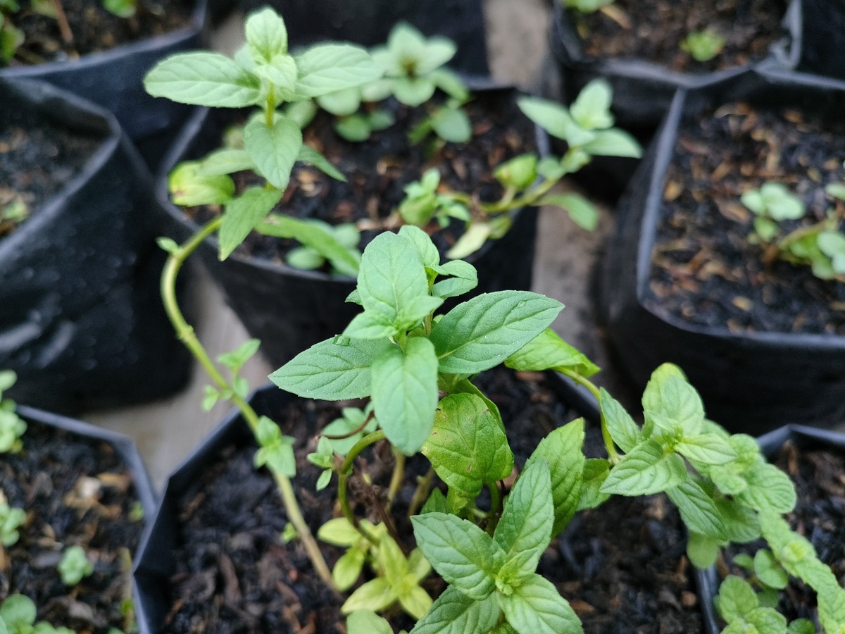 薄荷叶怎么养为什么我养的薄荷出现烂根？3000字