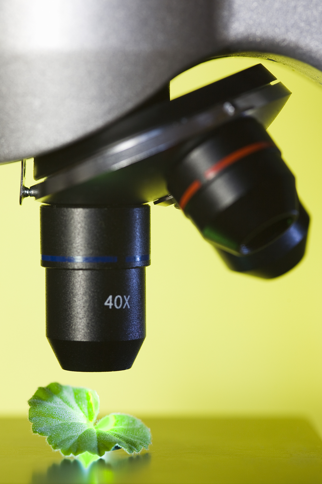 microscope