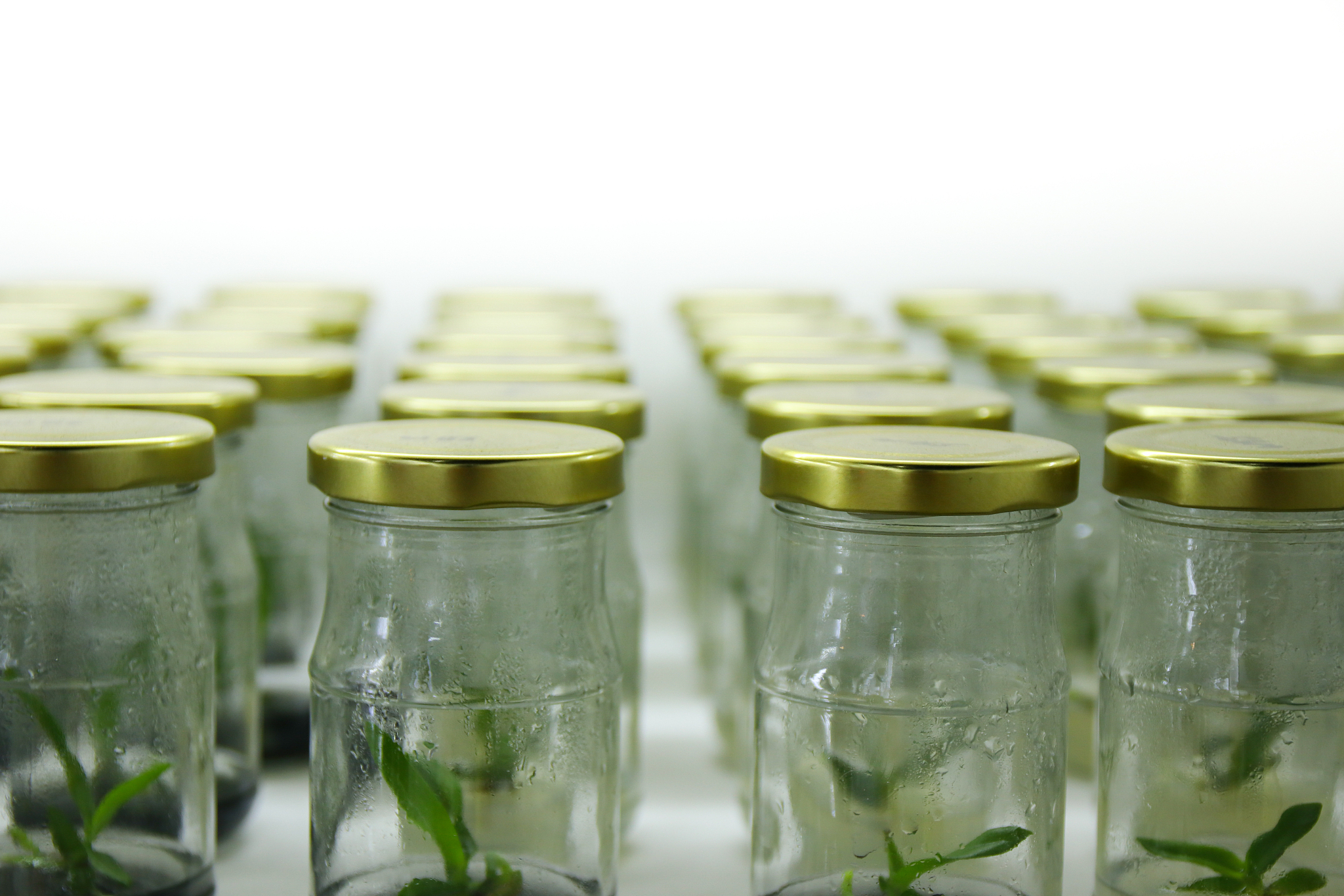 ENVIRONMENTAL MICROBIOLOGY 期刊：推动环境微生物研究的先锋
