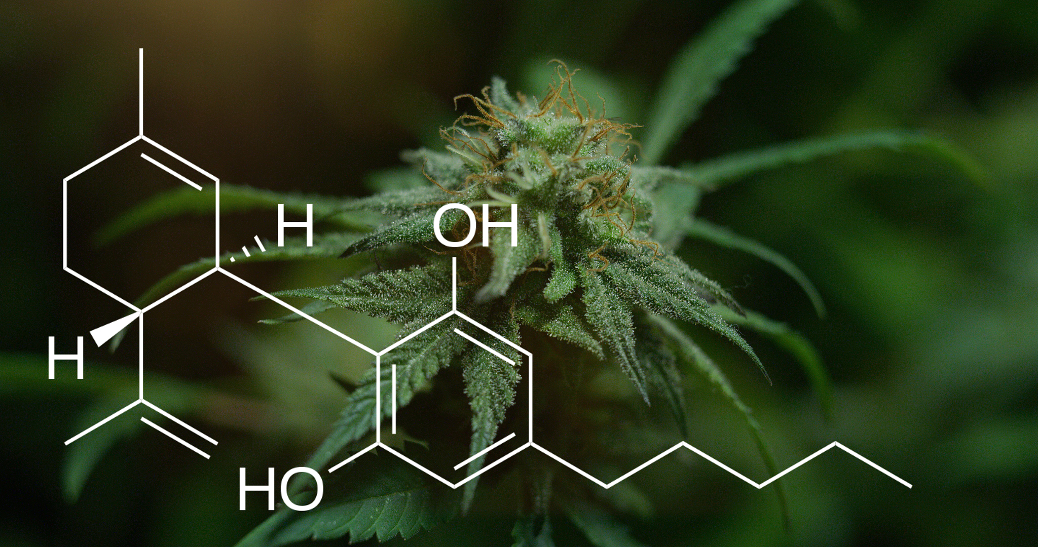 植物化学保护：研究背景、应用与展望