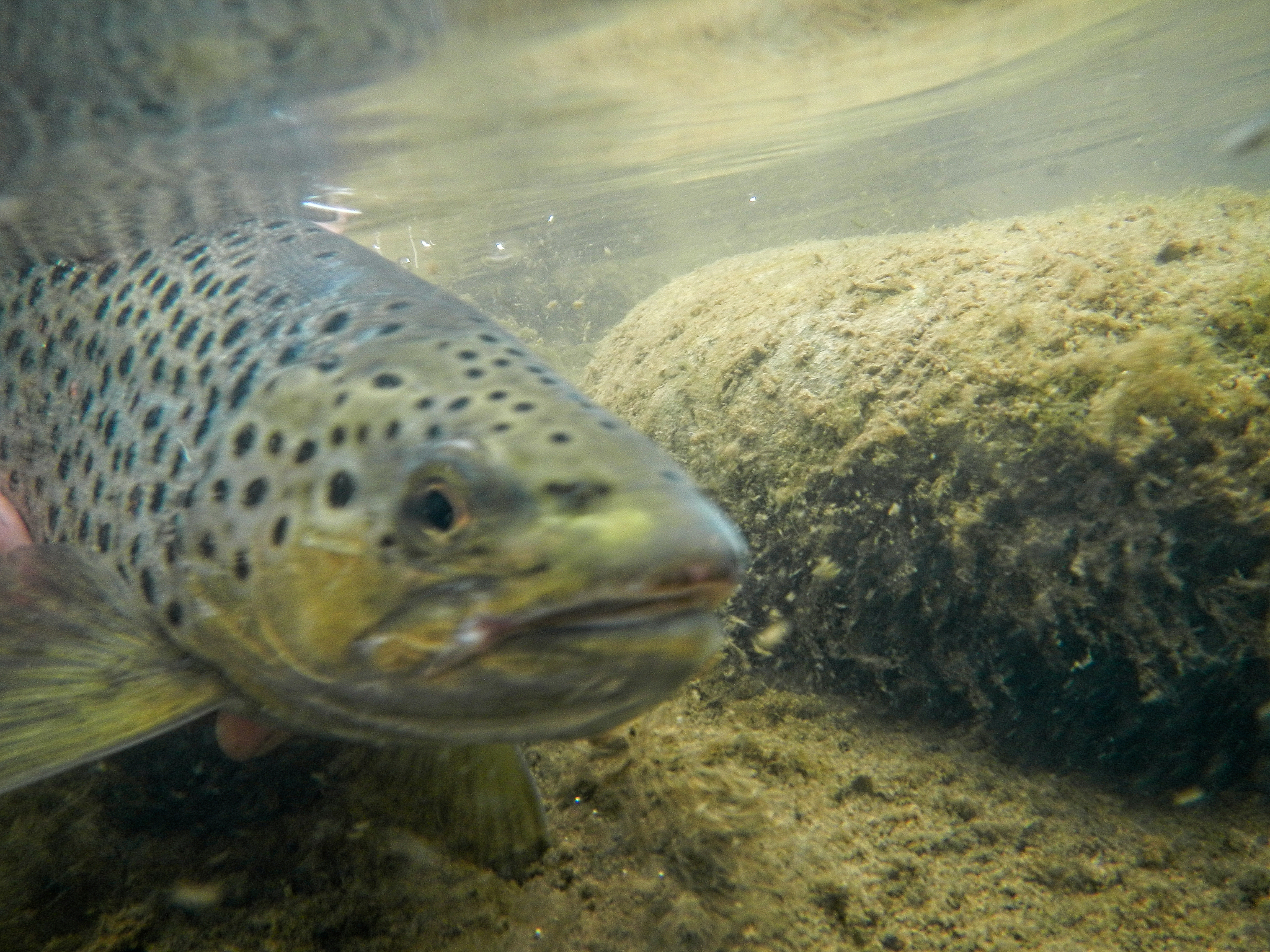 underwater view of trout