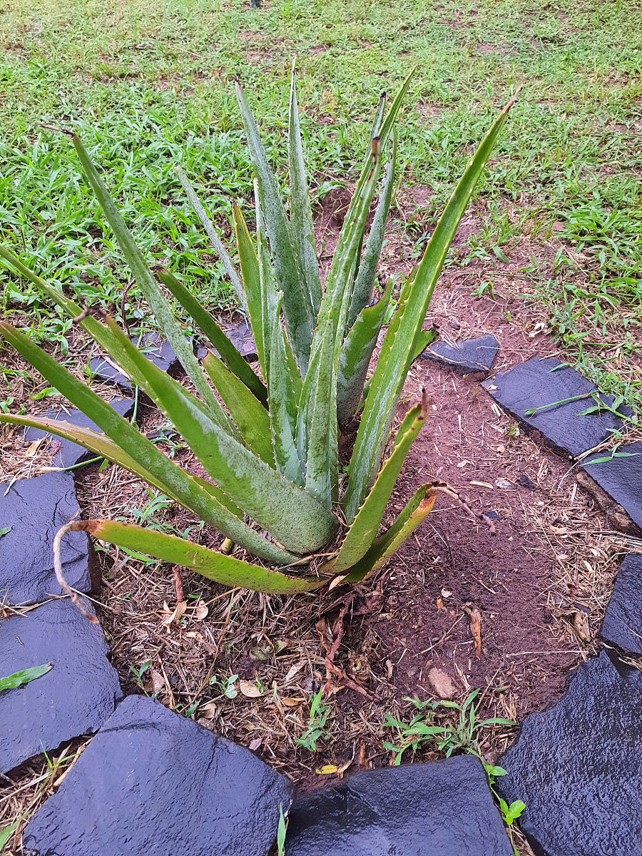 养芦荟是养灵草吗？