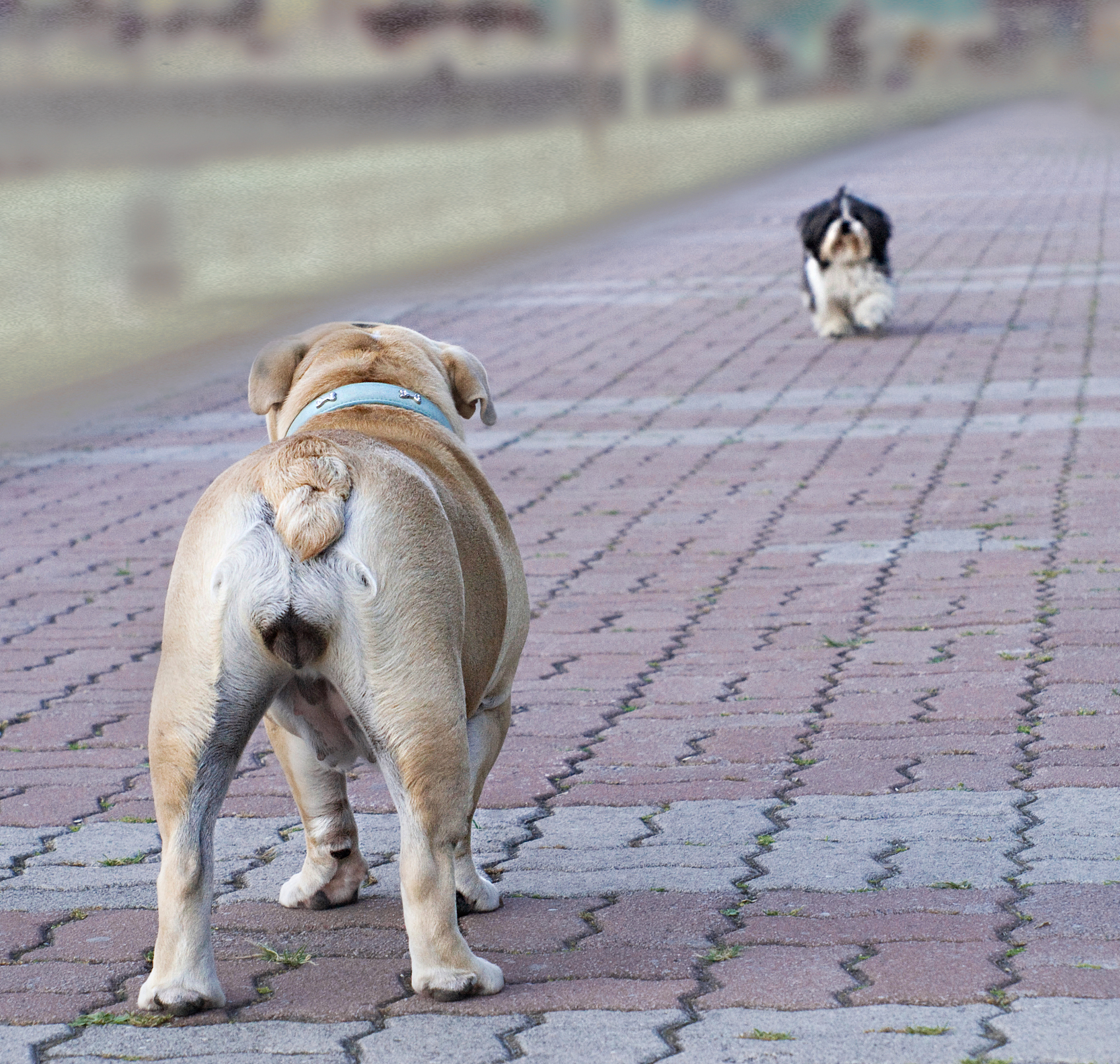 犬先天性肌强直临床表现