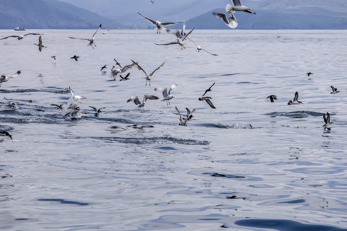 洱海红嘴鸥：生态旅游资源与文化体验