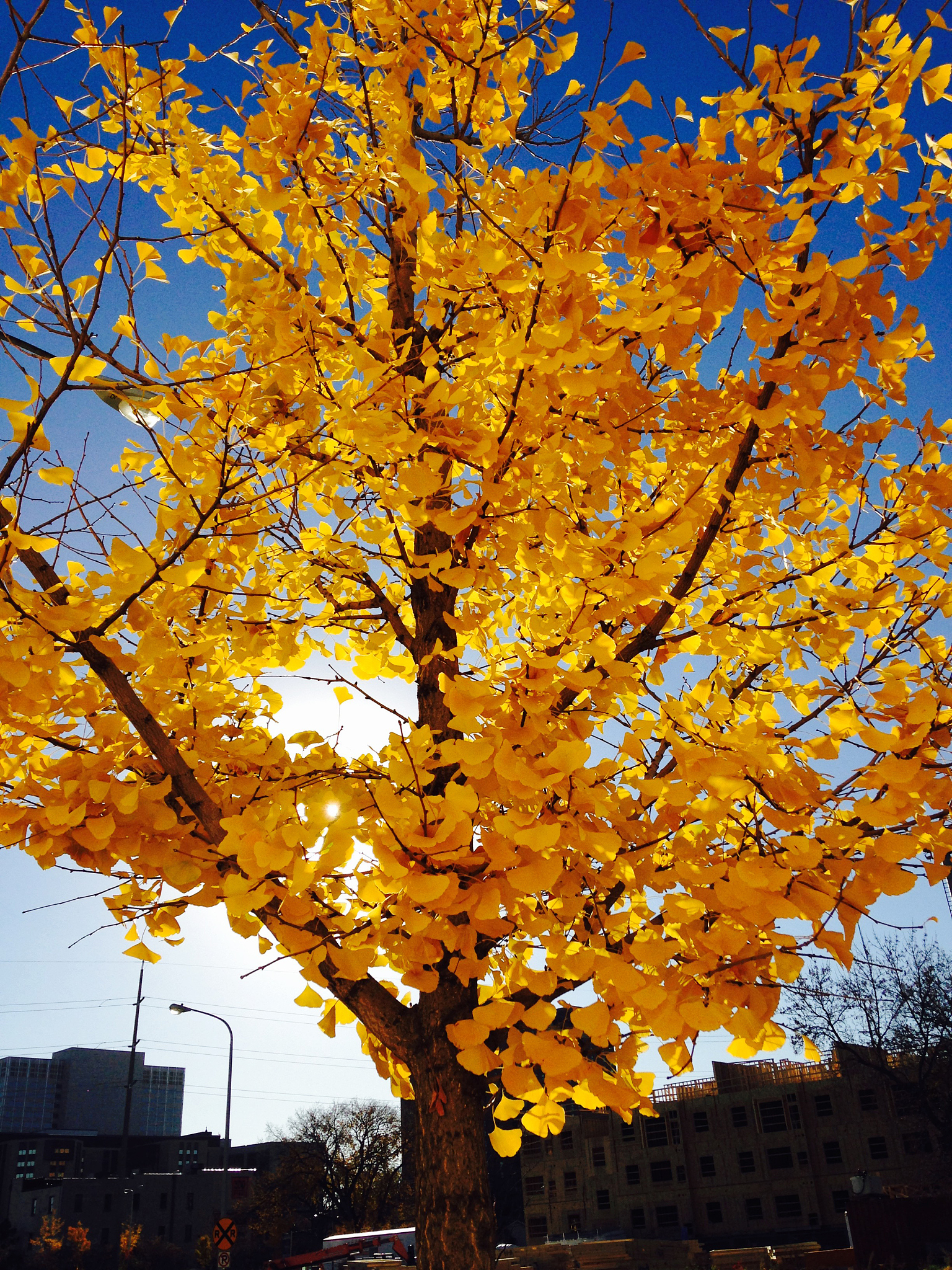 你是一个小学三年级的学生请写一篇端午节日记。
