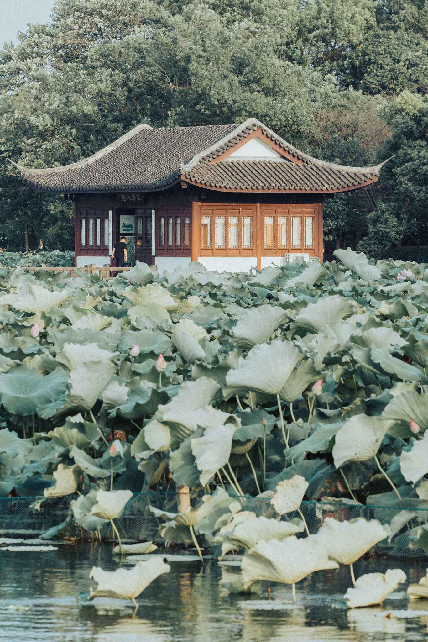 “吴中佳气蔼苍旻。荣远芙蓉映碧霄。莲上玉楼秋色好,叶成风露白云朝”是什么意思