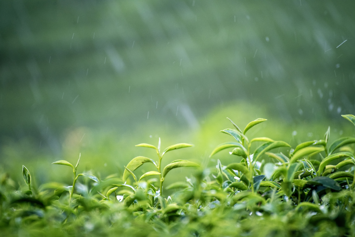 围绕夏天的雨写几句话