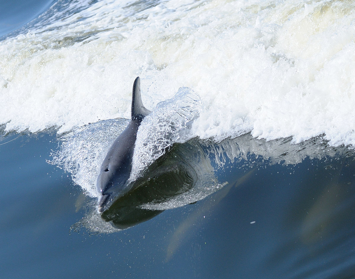 撰写一篇关于纪录片《海豚湾》的观后感要求是大一新生写的出的水平不必太过专业字数要求4000至4500字