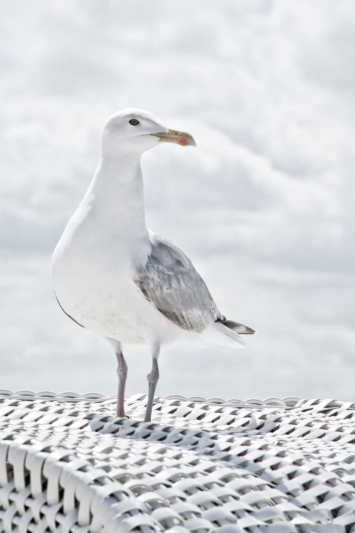 帮我写一个系统地学习手机摄影包含构图、认识手机相机的焦段、光线运用、的PPT文字稿