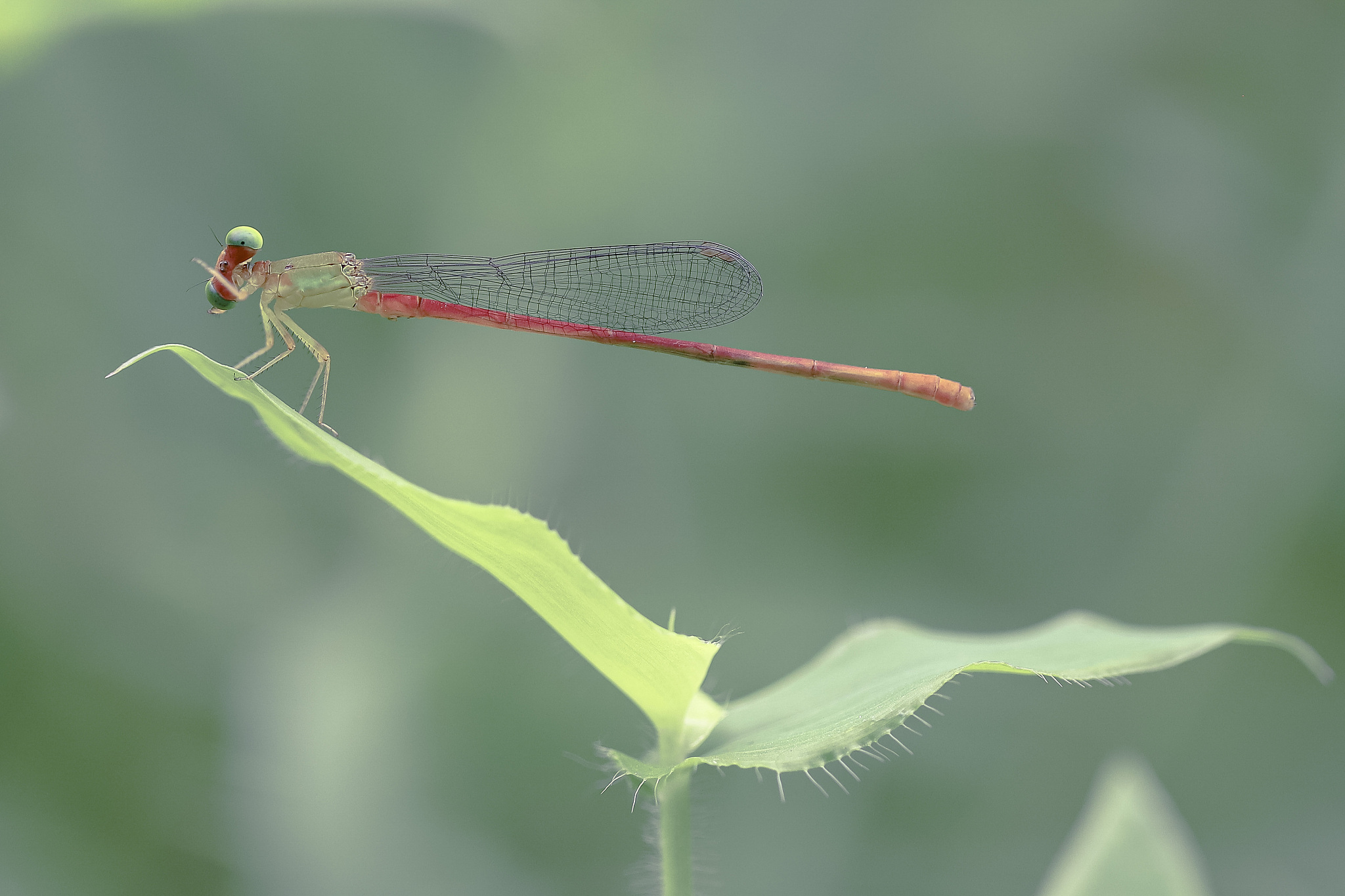 悠悠锤手游更新日志