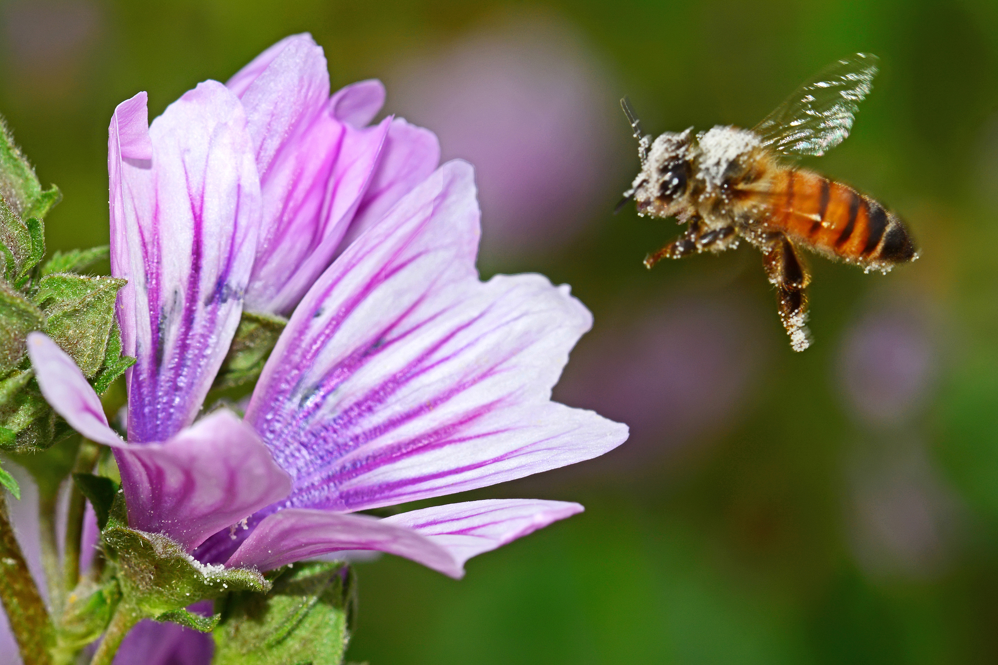 昆虫共生菌：营养代谢的关键角色