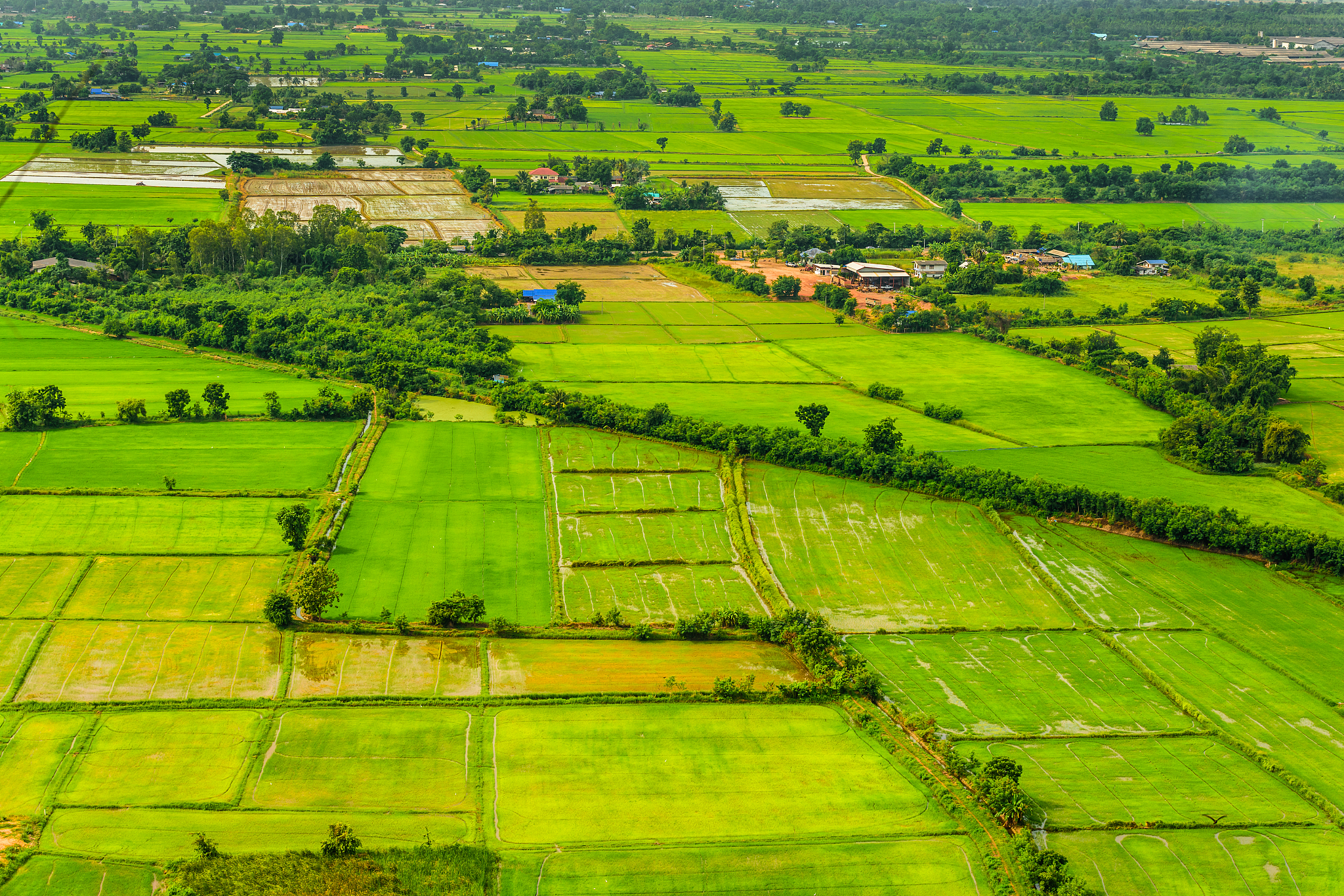 paddy field ,bird eye view